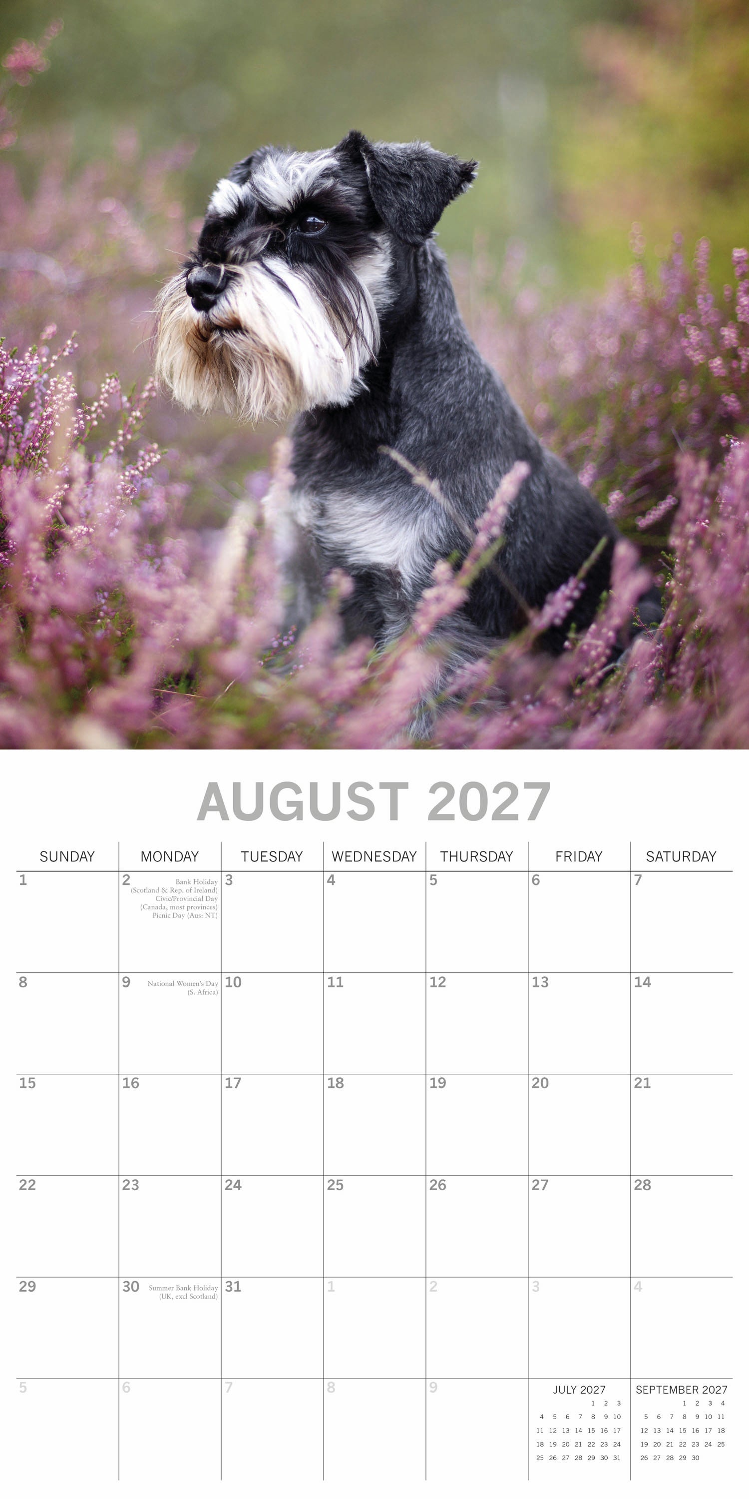 Animals_Dogs_Miniature_Schnauzers_2027_Aug.jpg