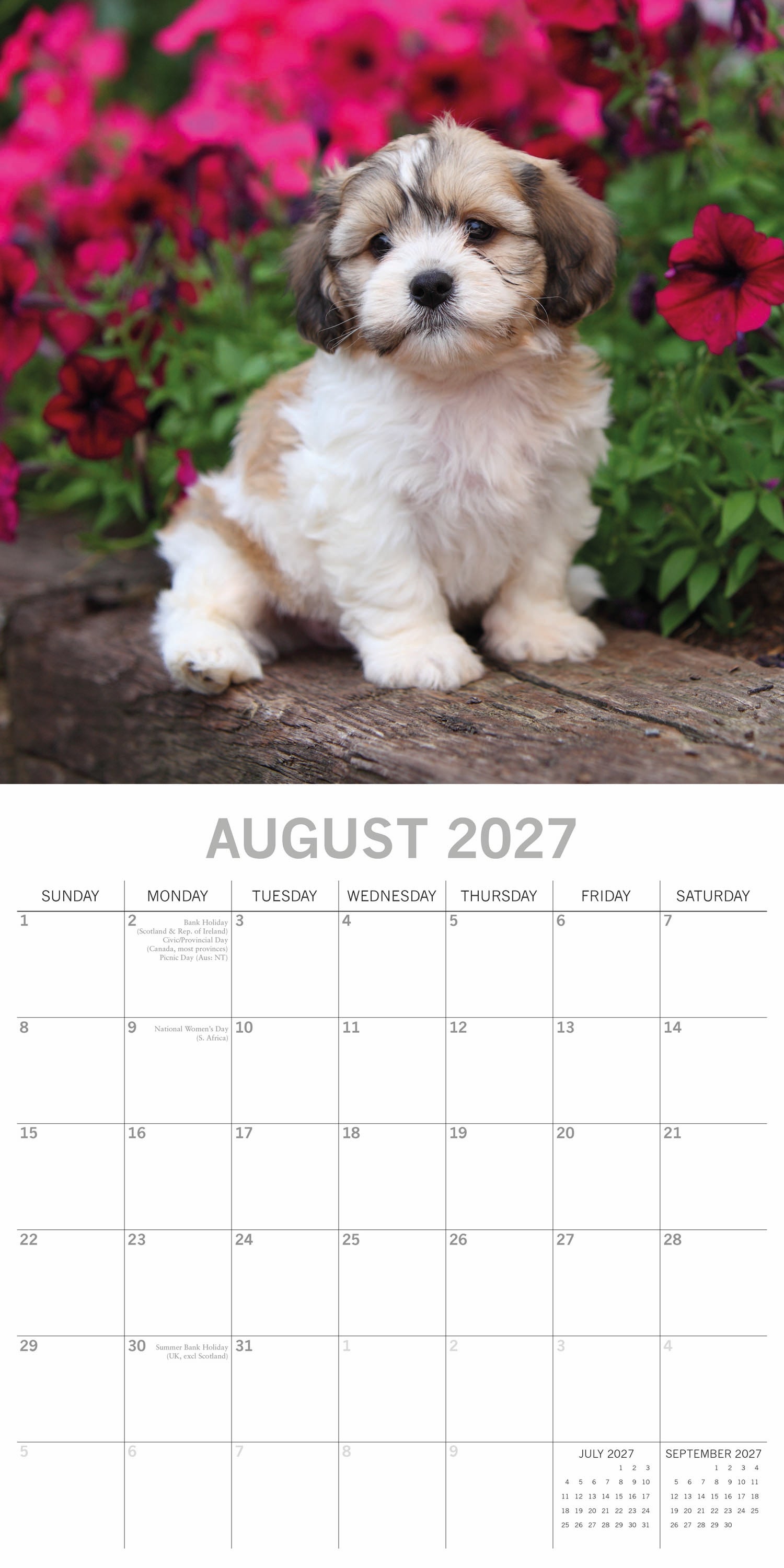 Animals_Dogs_Shih_Tzu_2027_Aug.jpg