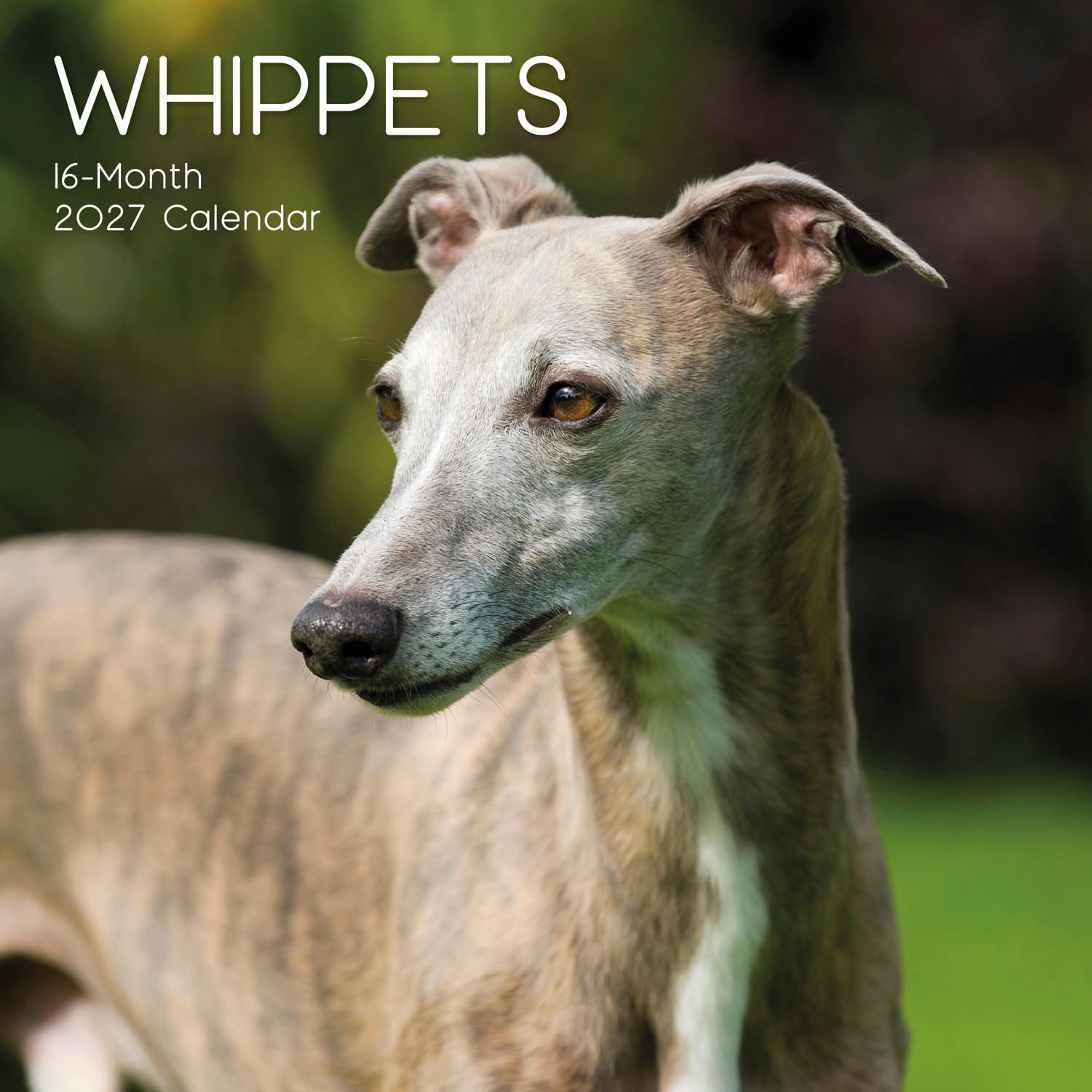 Animals_Dogs_Whippets_2027_Cover.jpg