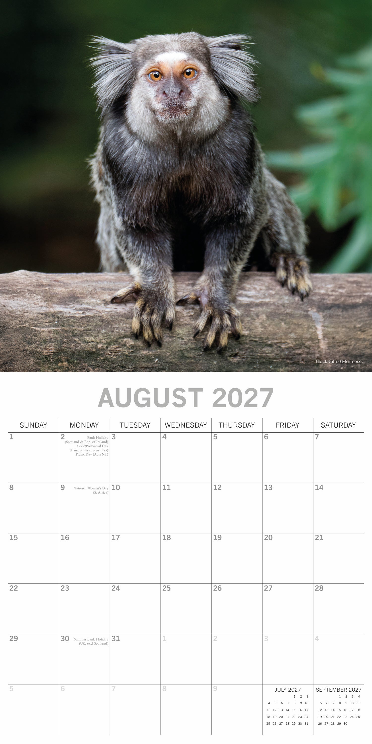 Animals_Monkey_Buisness_2027_Aug.jpg