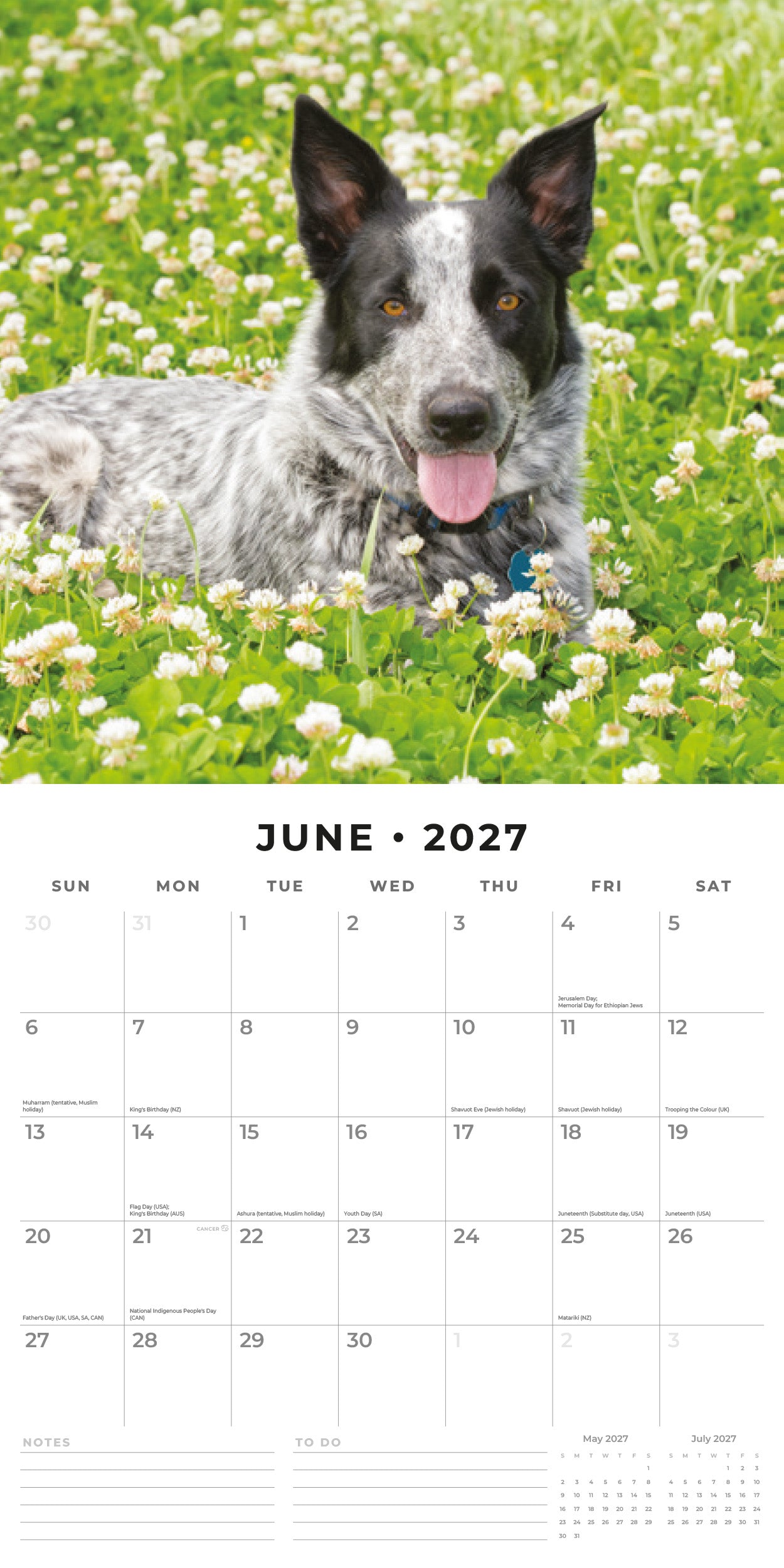 2027 Australian Cattle Dogs - Square Wall Calendar