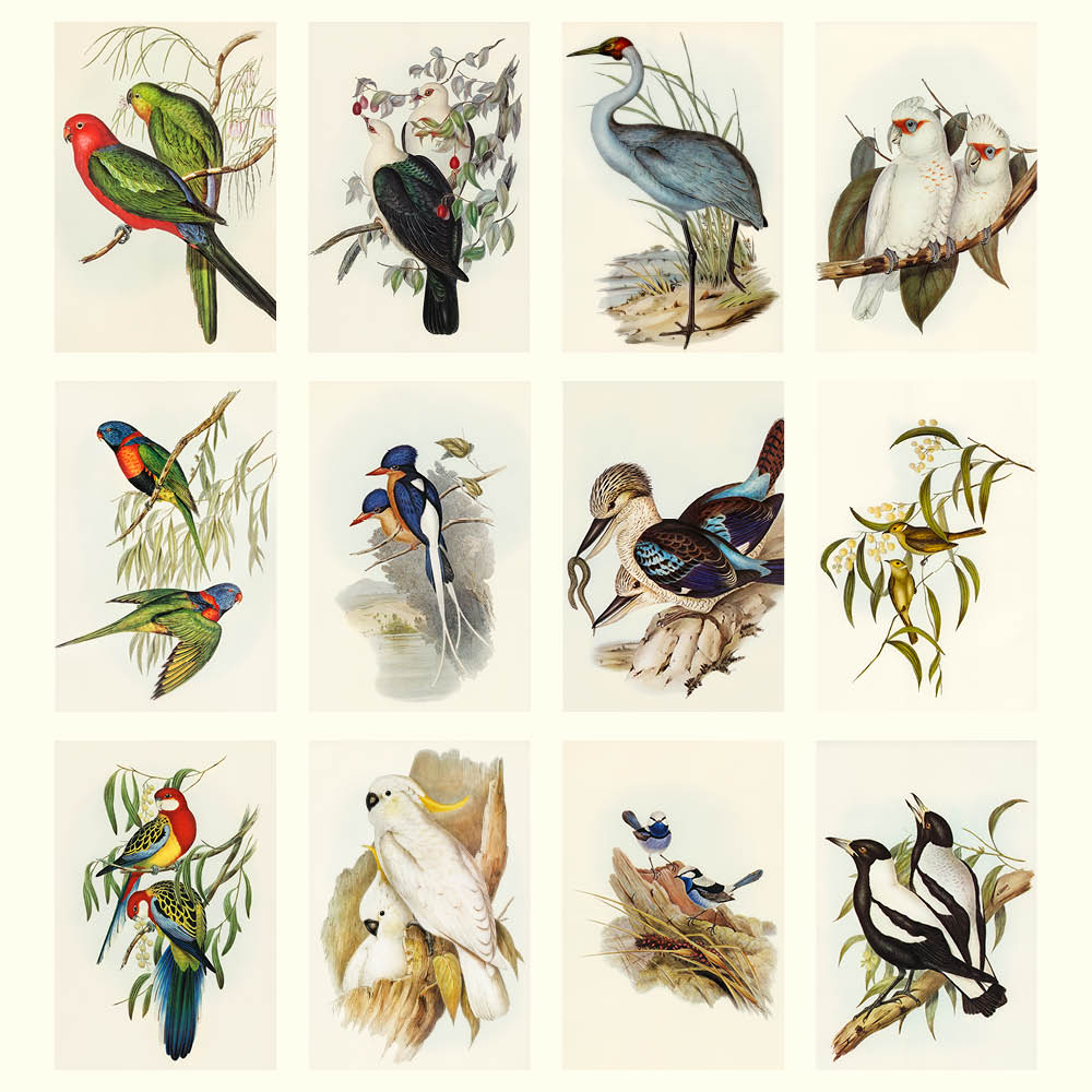 2027 Australian Birds John Gould - Desk Easel Calendar