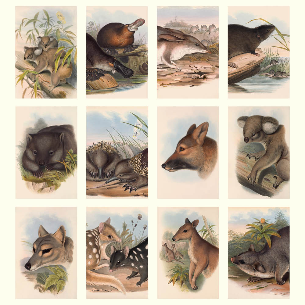 2027 Australian Animals John Gould - Deluxe Wall Calendar