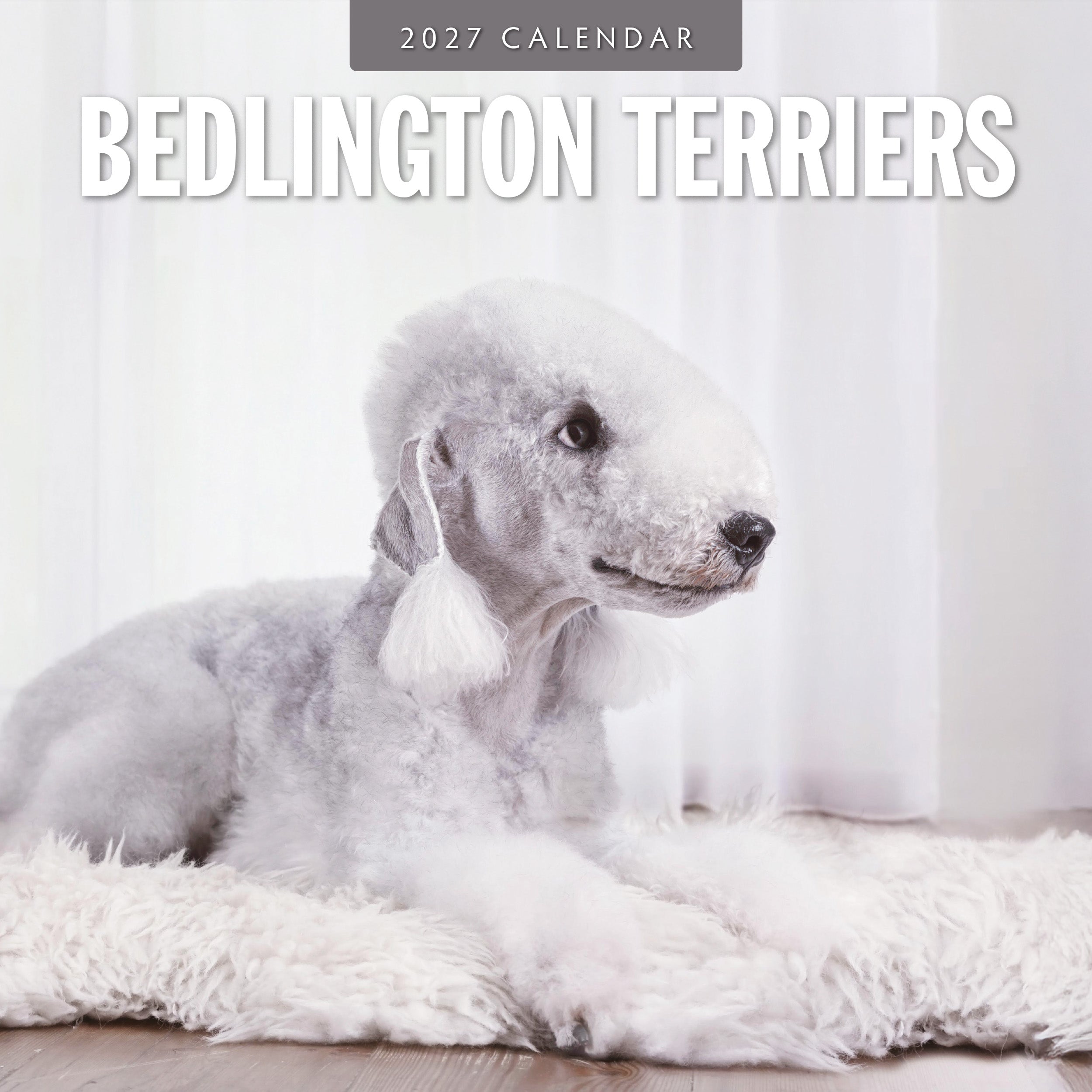 2027 Bedlington Terriers - Square Wall Calendar