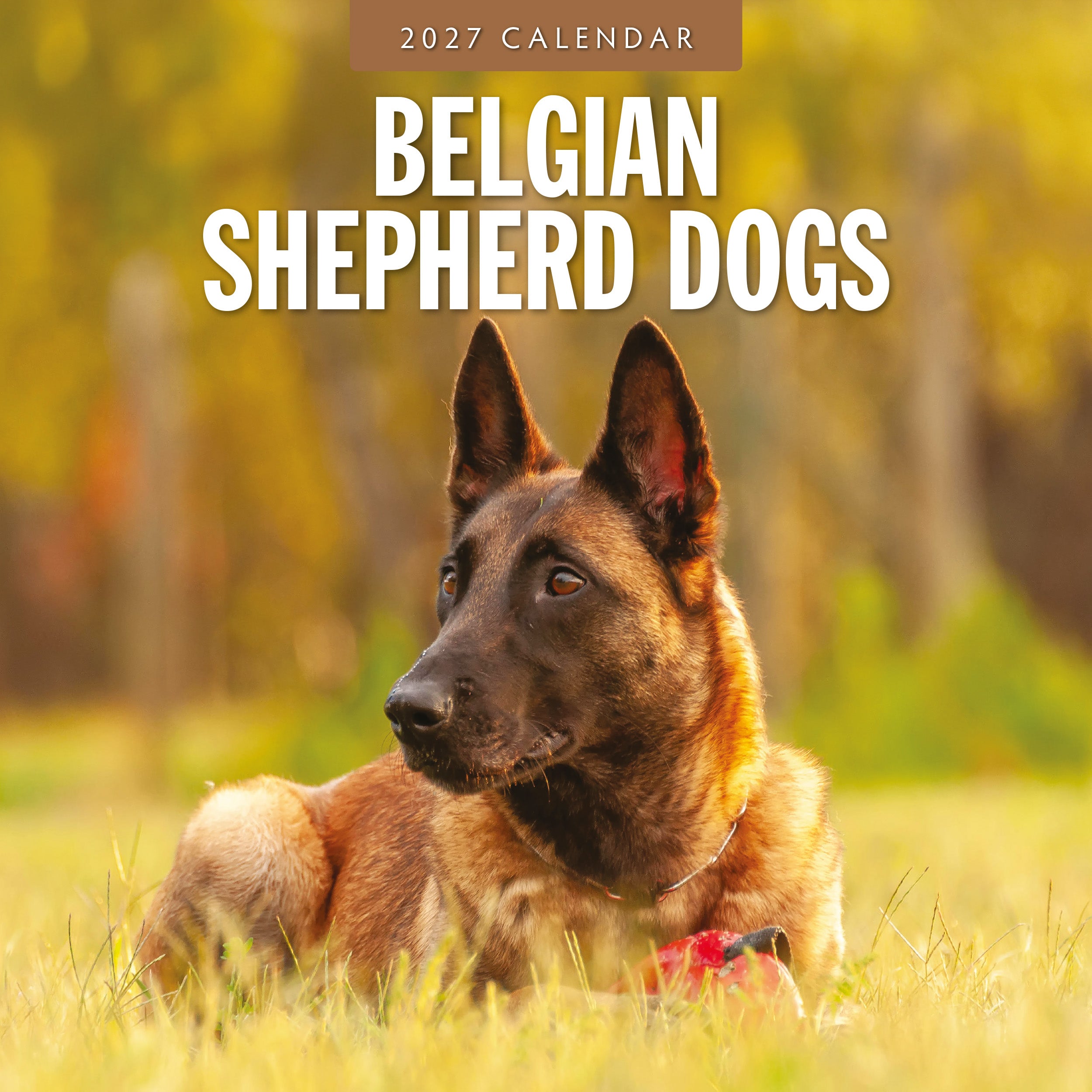 2027 Belgian Shepherd Dogs - Square Wall Calendar