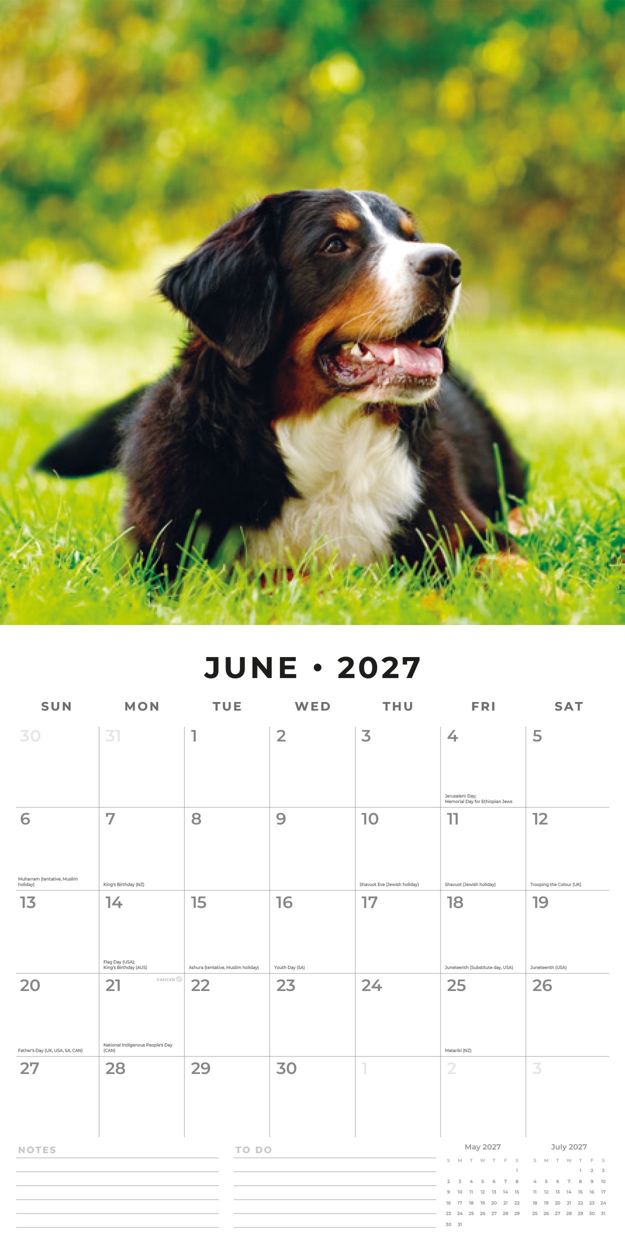 2027 Bernese Mountain Dogs - Square Wall Calendar