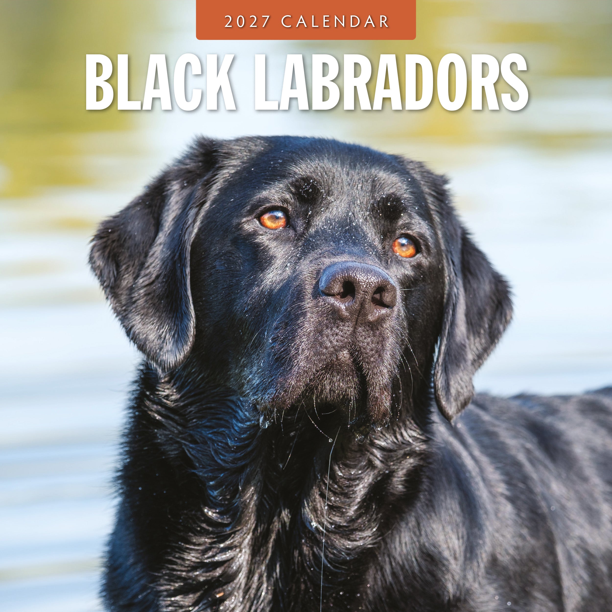 2027 Black Labradors - Square Wall Calendar