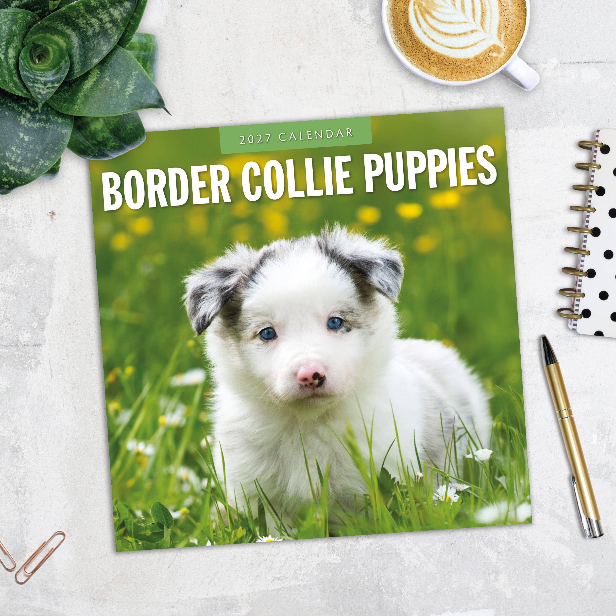 2027 Border Collie Puppies - Square Wall Calendar