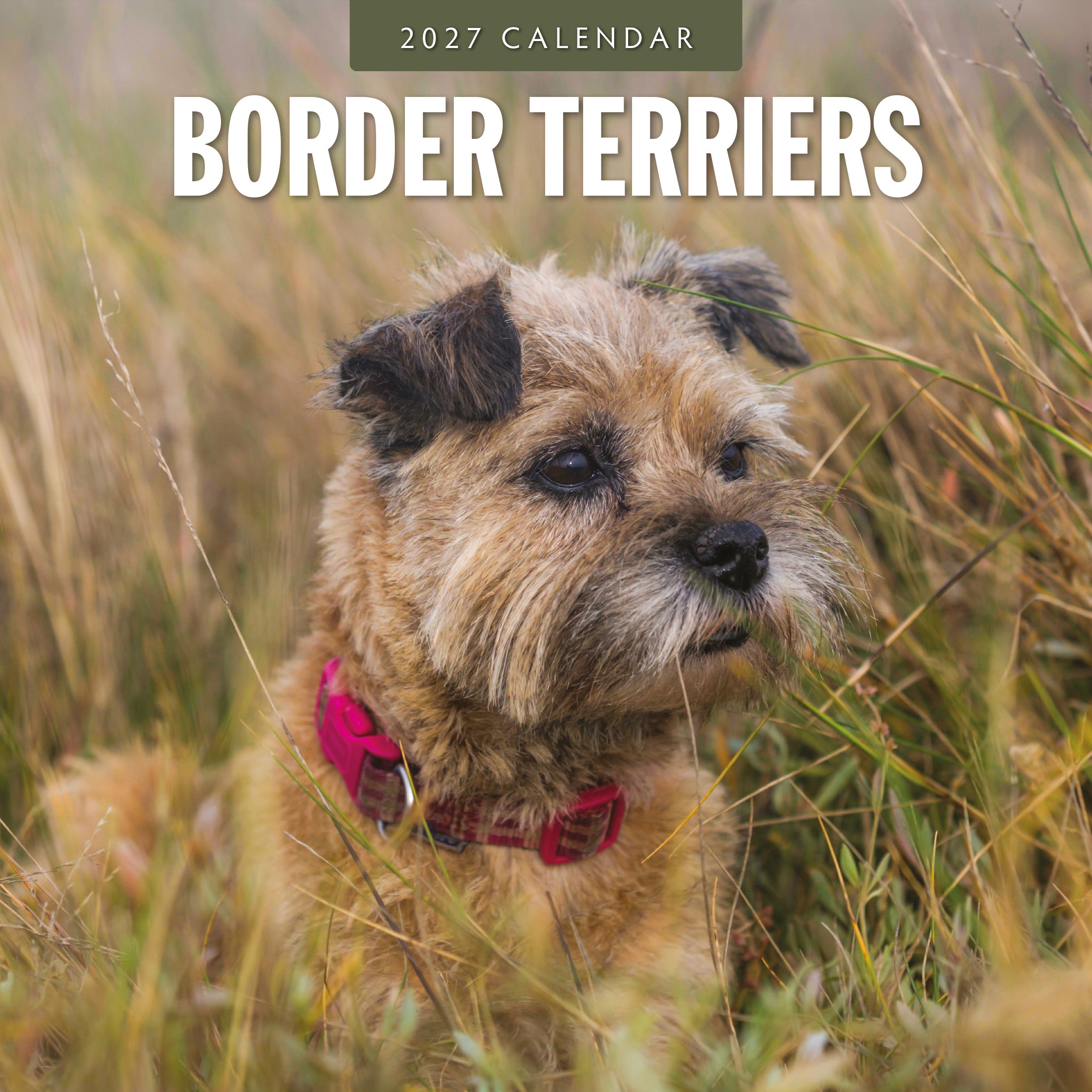 2027 Border Terriers - Square Wall Calendar