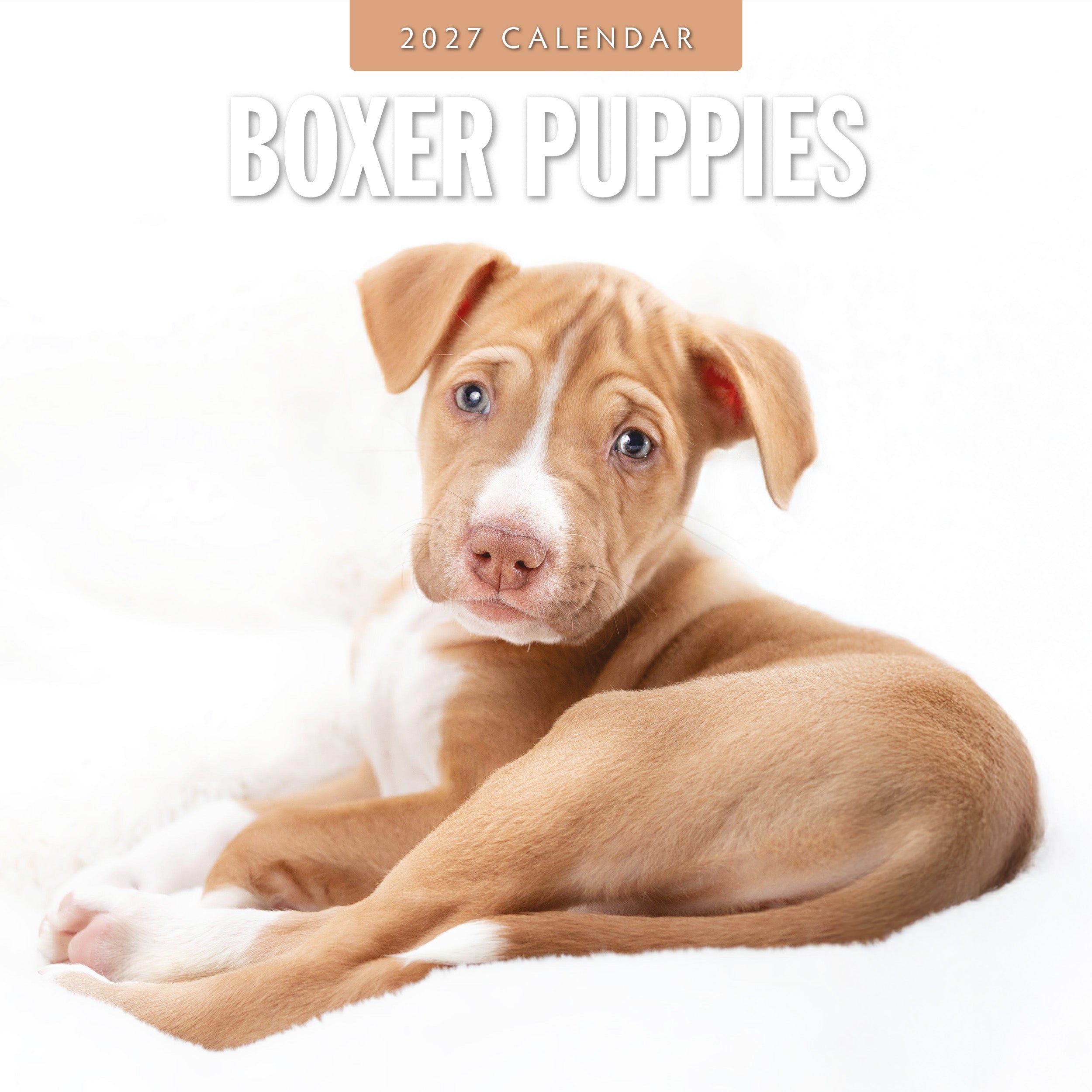 2027 Boxer Puppies - Square Wall Calendar