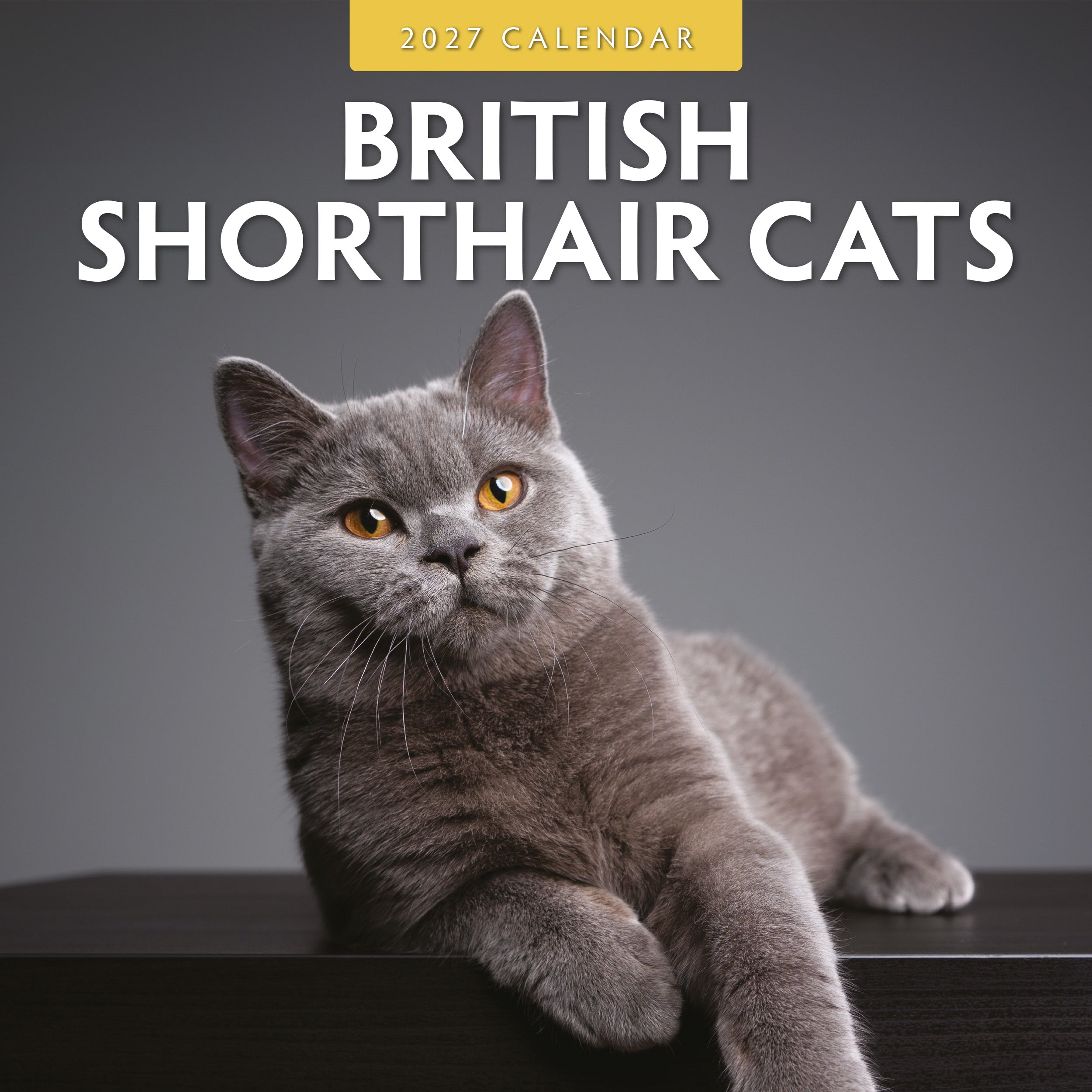 2027 British Shorthair Cats - Square Wall Calendar