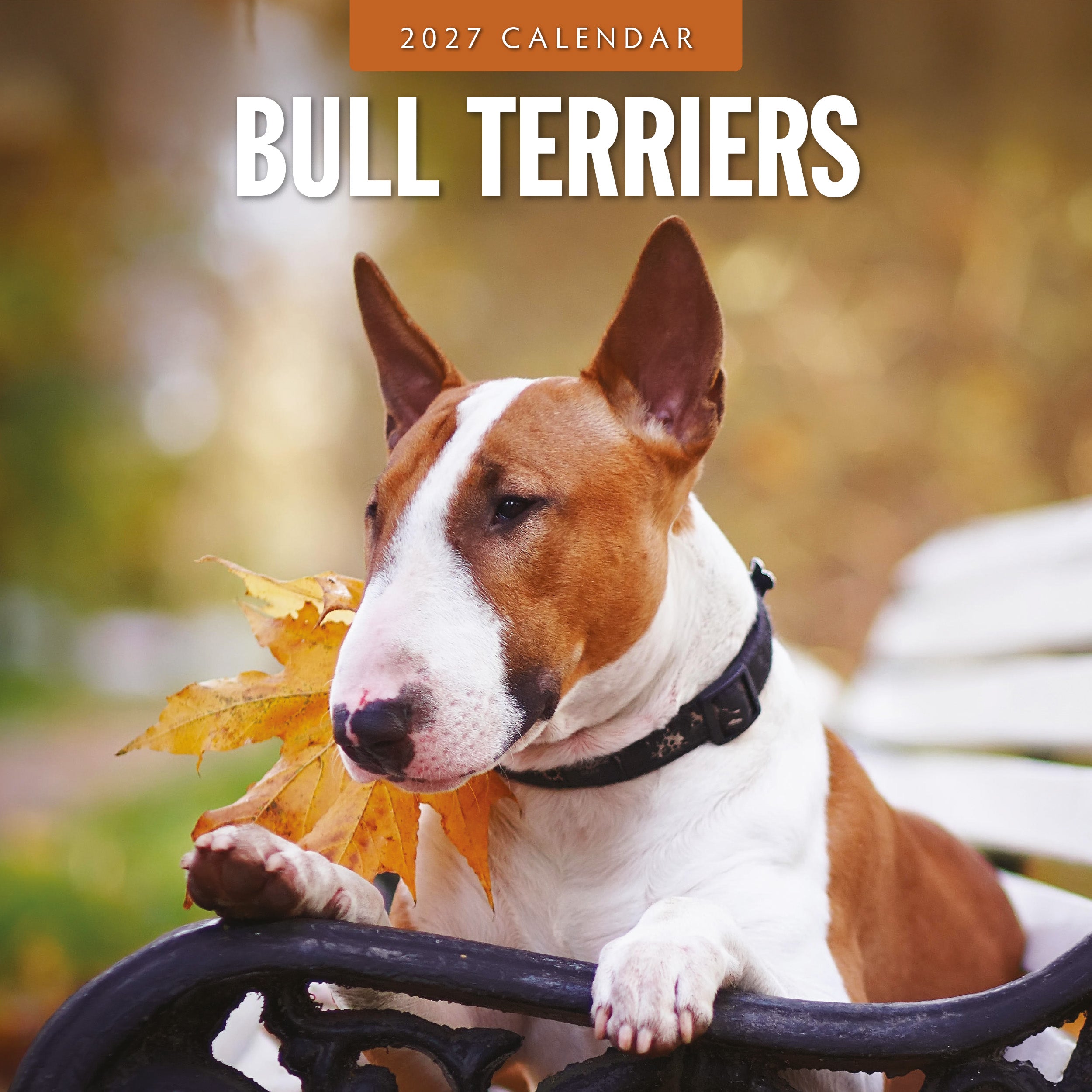 2027 Bull Terriers - Square Wall Calendar