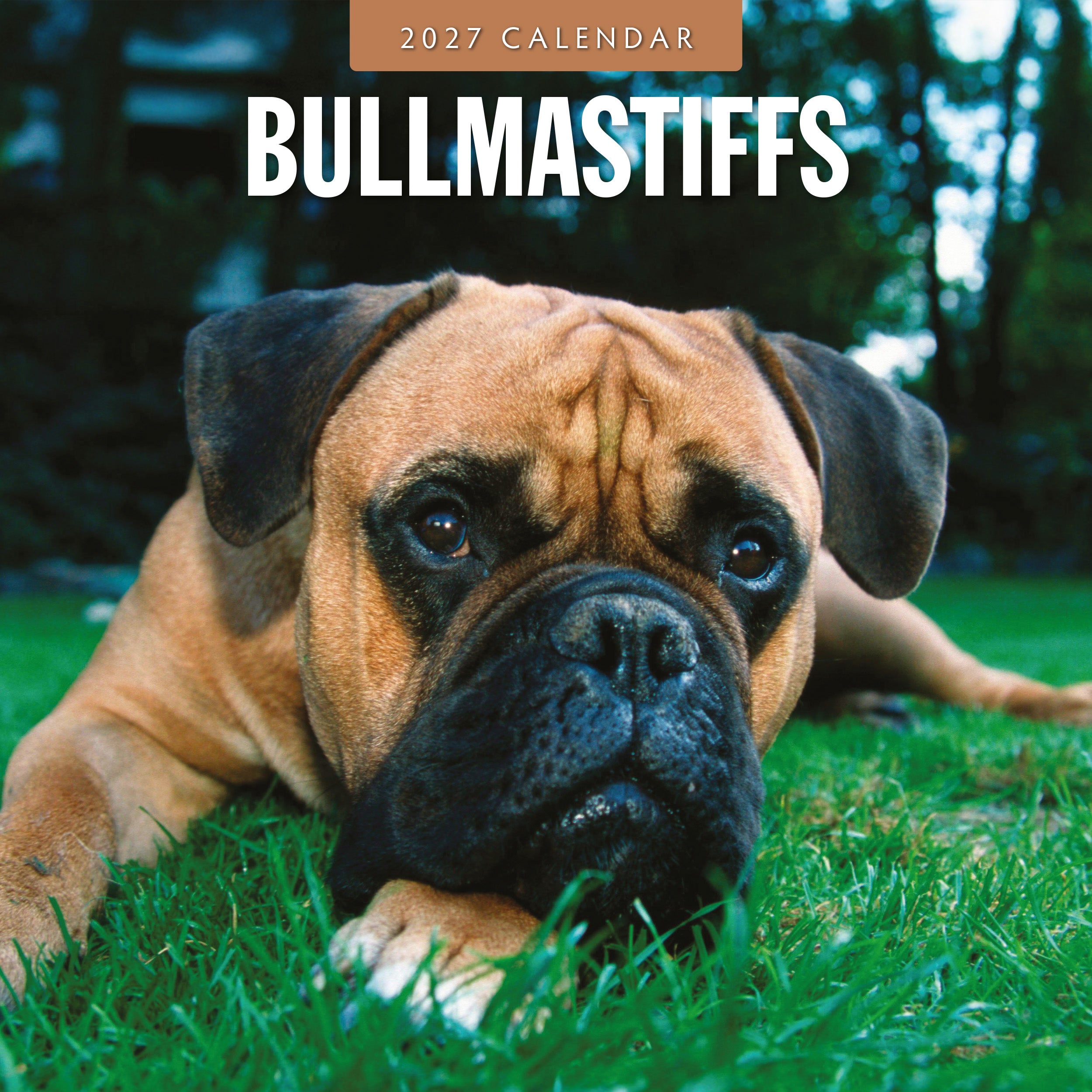 2027 Bullmastiffs - Square Wall Calendar