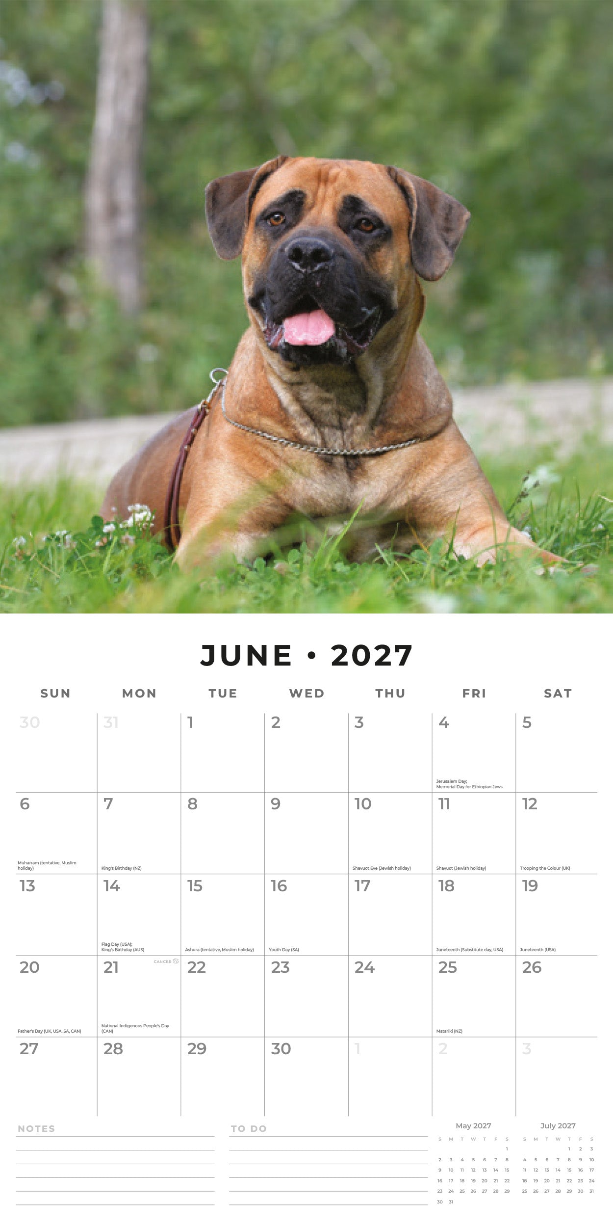2027 Bullmastiffs - Square Wall Calendar