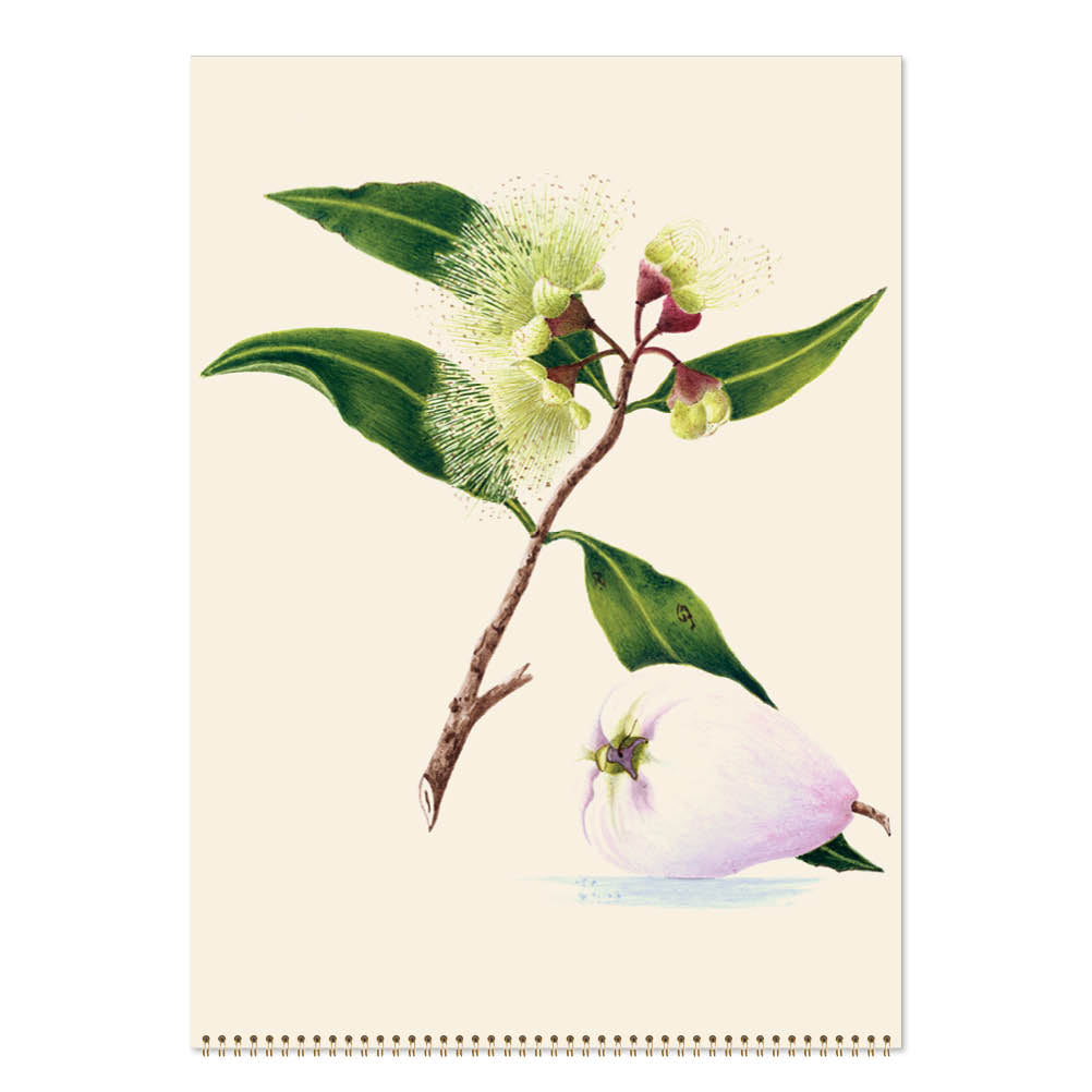 2027 Margaret Cockburn Food Plants, Flowers and Birds - Deluxe Wall Calendar