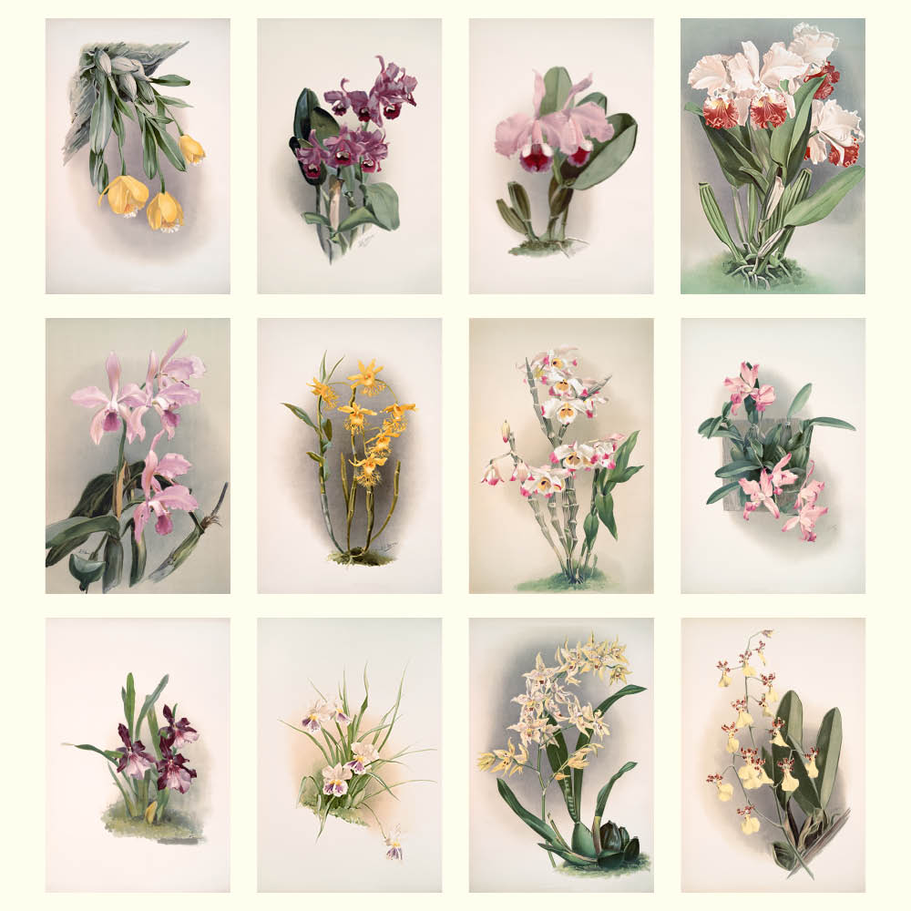 2027 Orchids - Deluxe Wall Calendar