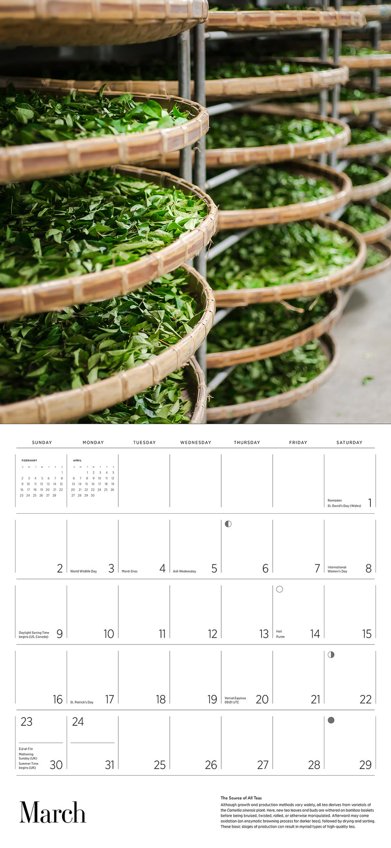 2025 Tea - Square Wall Calendar