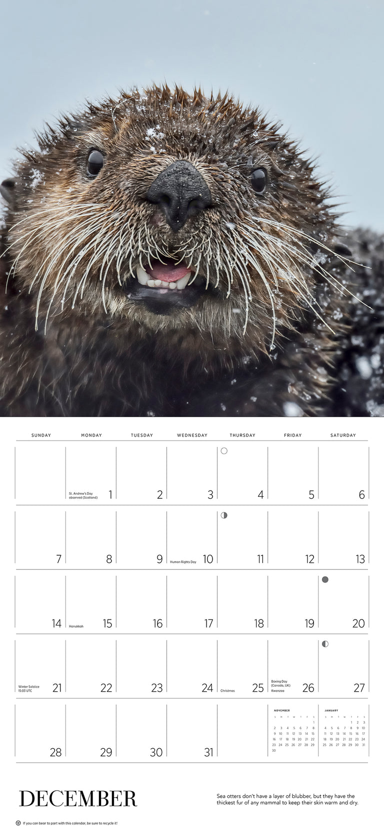 2025 Sea Otters: Photographs By Tom and Pat Leeson - Square Wall Calendar