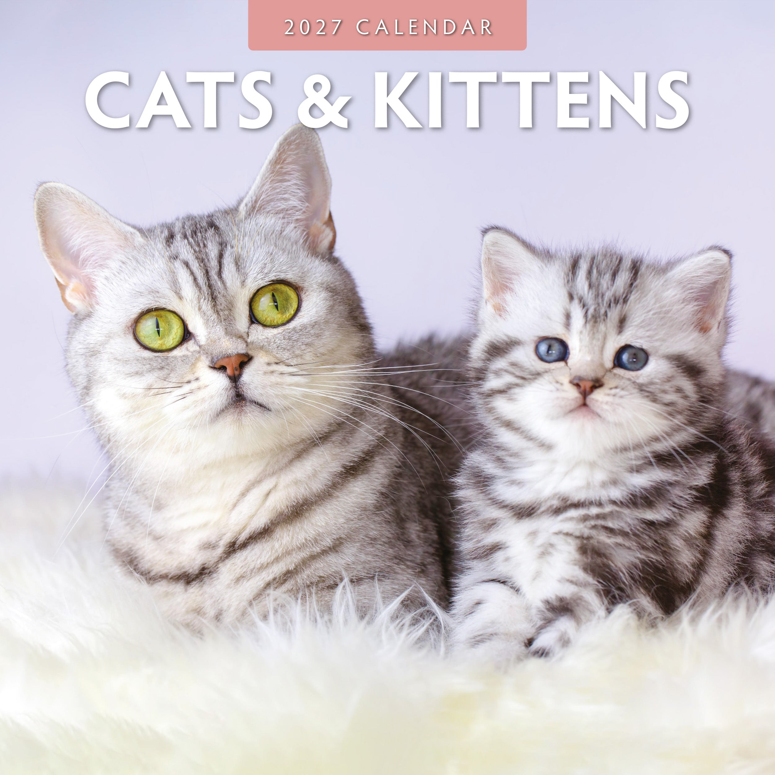 2027 Cats & Kittens - Square Wall Calendar
