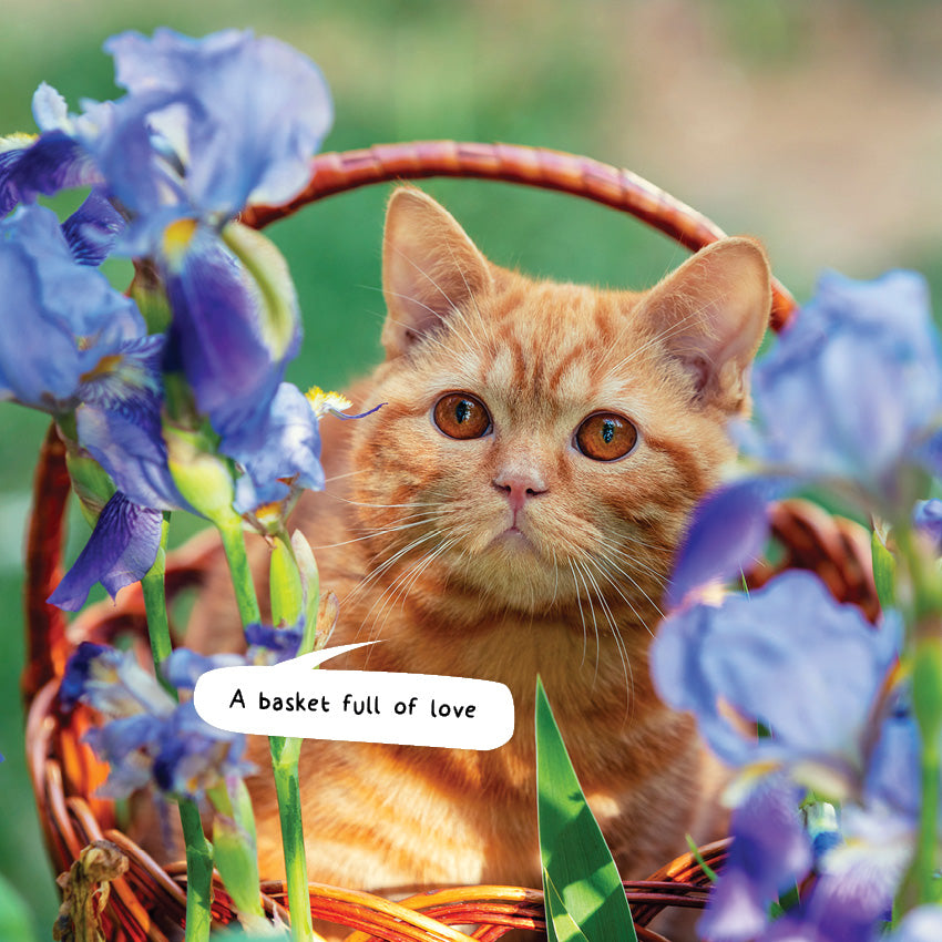 2027 Cats In Small Places - Square Wall Calendar