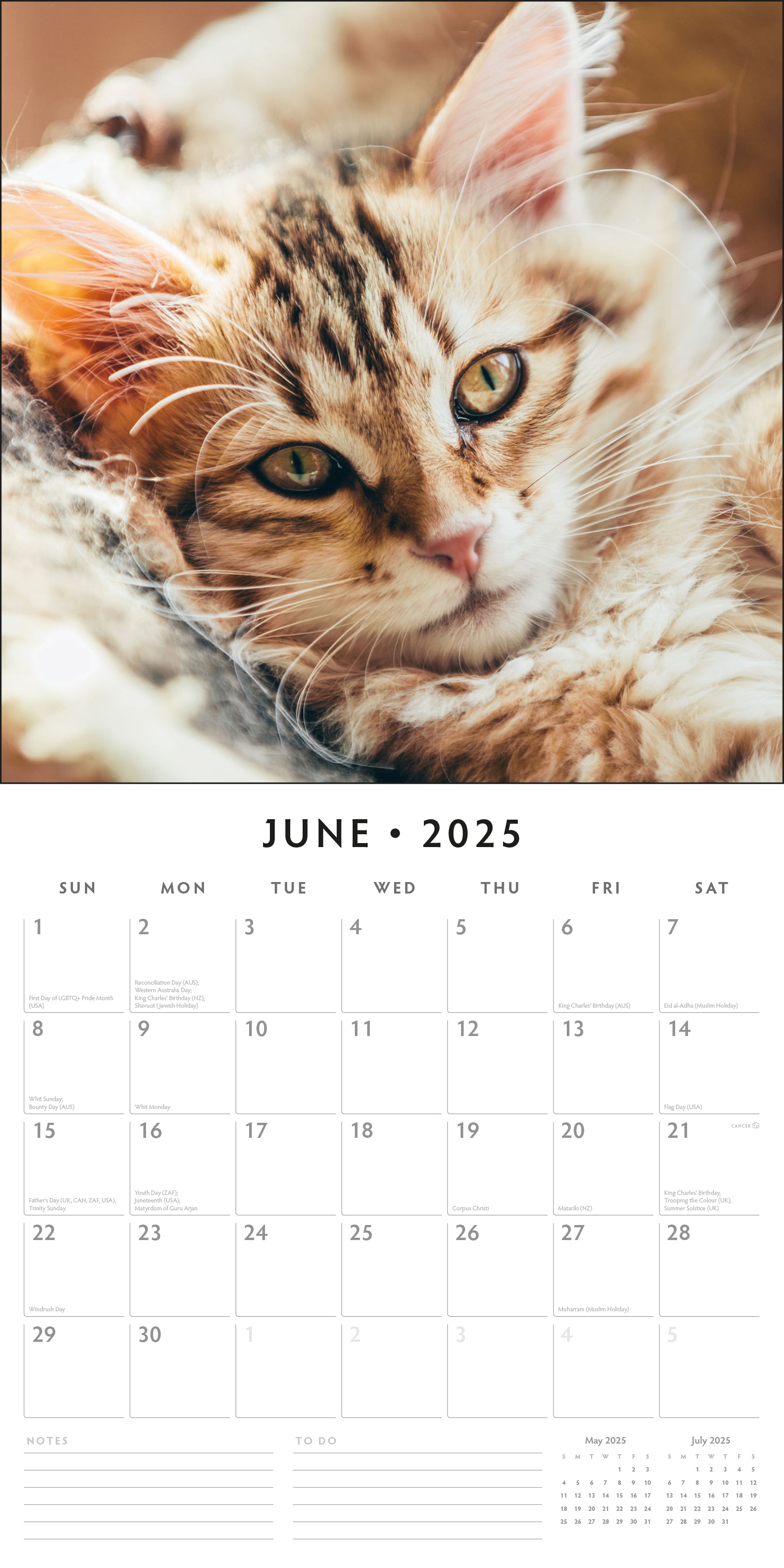 2025 Cats & Kittens - Square Wall Calendar