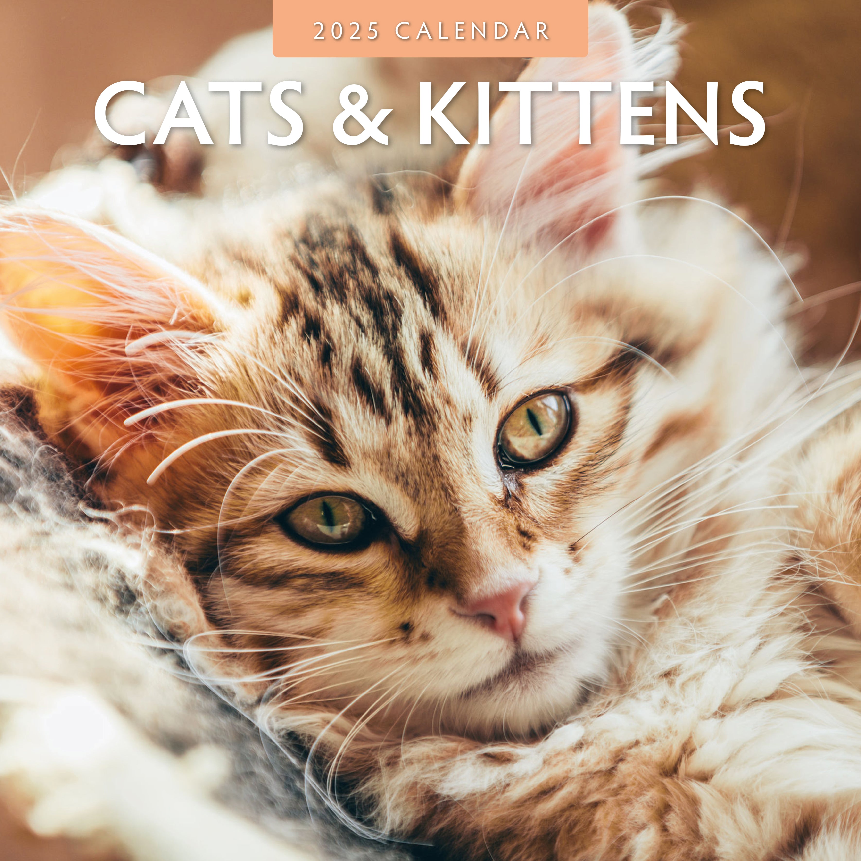 2025 Cats & Kittens - Square Wall Calendar