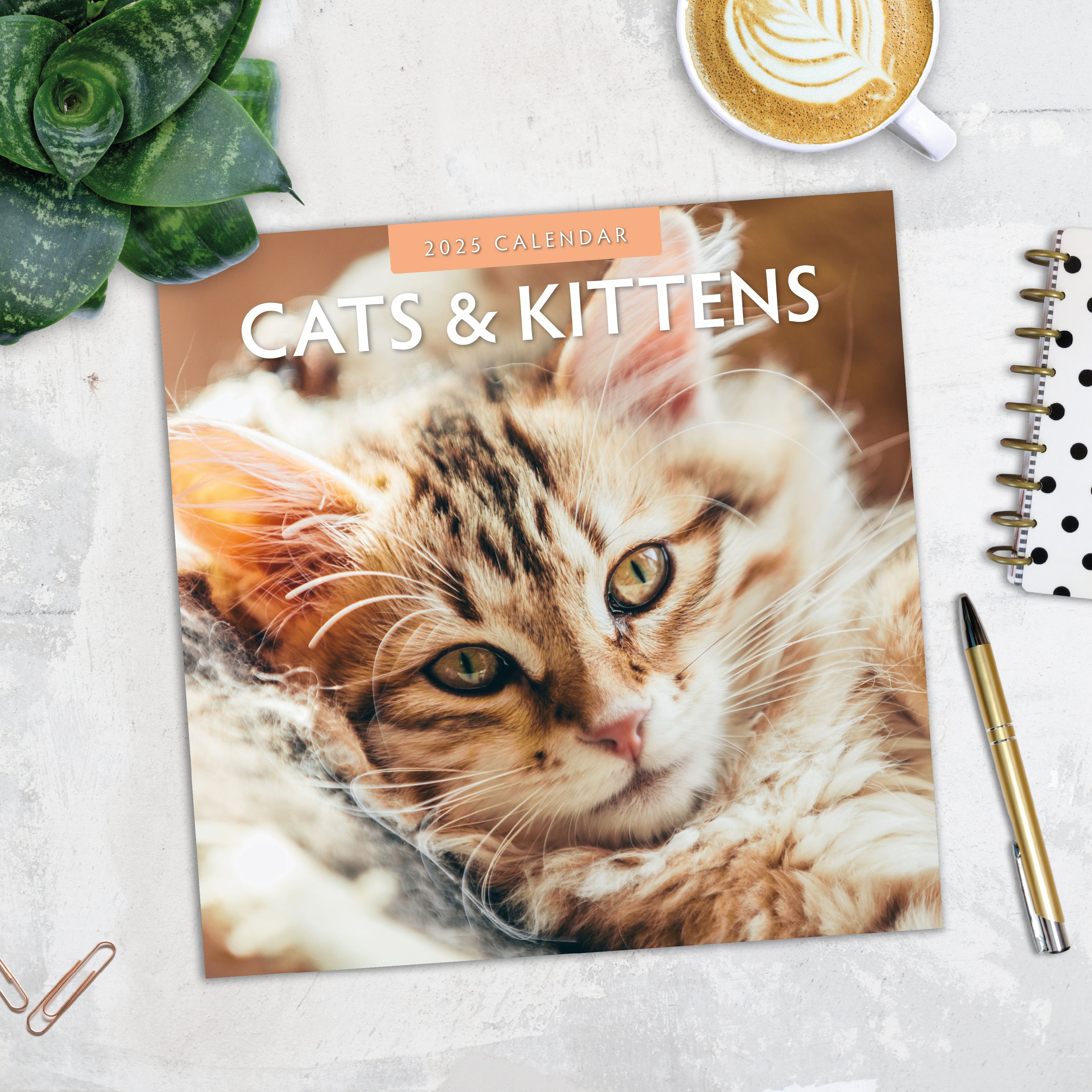 2025 Cats & Kittens - Square Wall Calendar