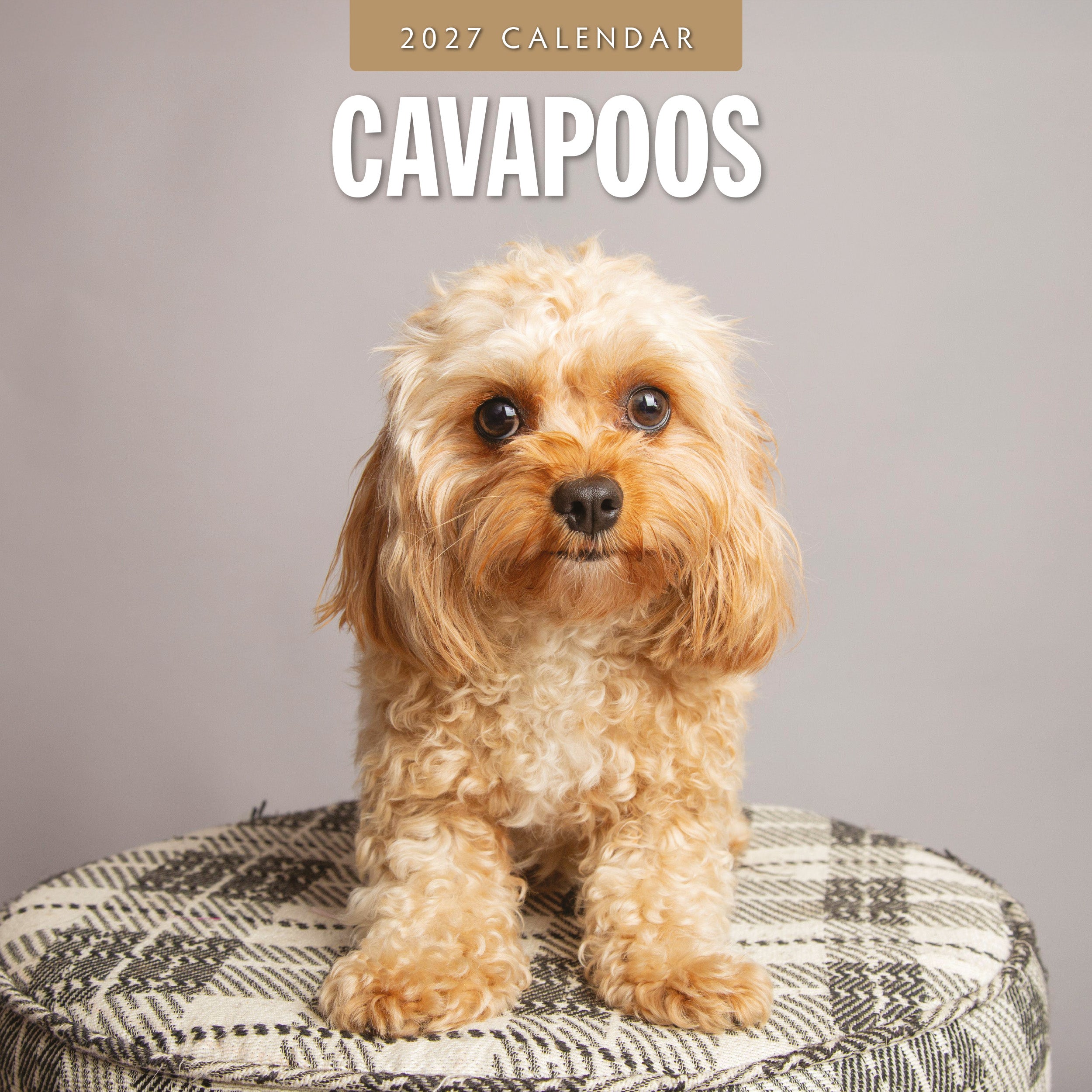 2027 Cavapoos - Square Wall Calendar