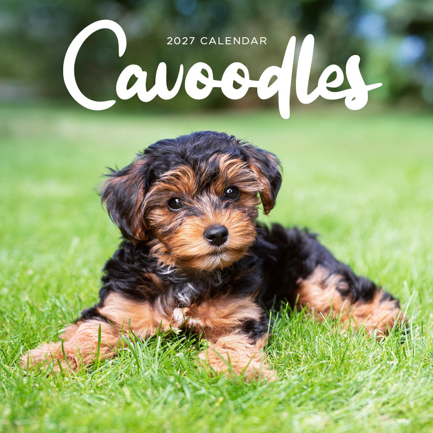 2027 Cavoodle   - Square Wall Calendar