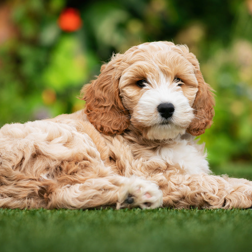 2027 Cavoodle   - Square Wall Calendar