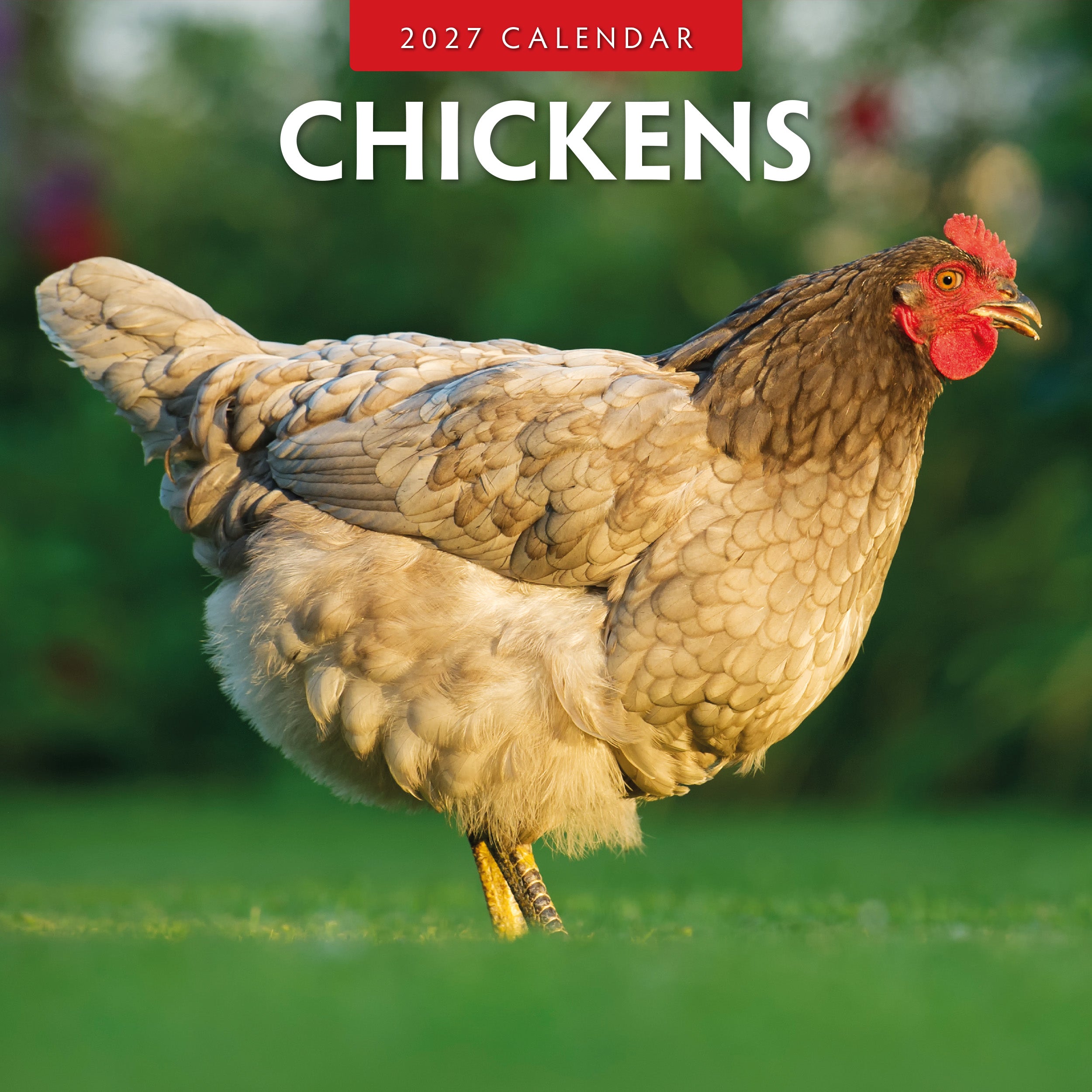 2027 Chickens - Square Wall Calendar