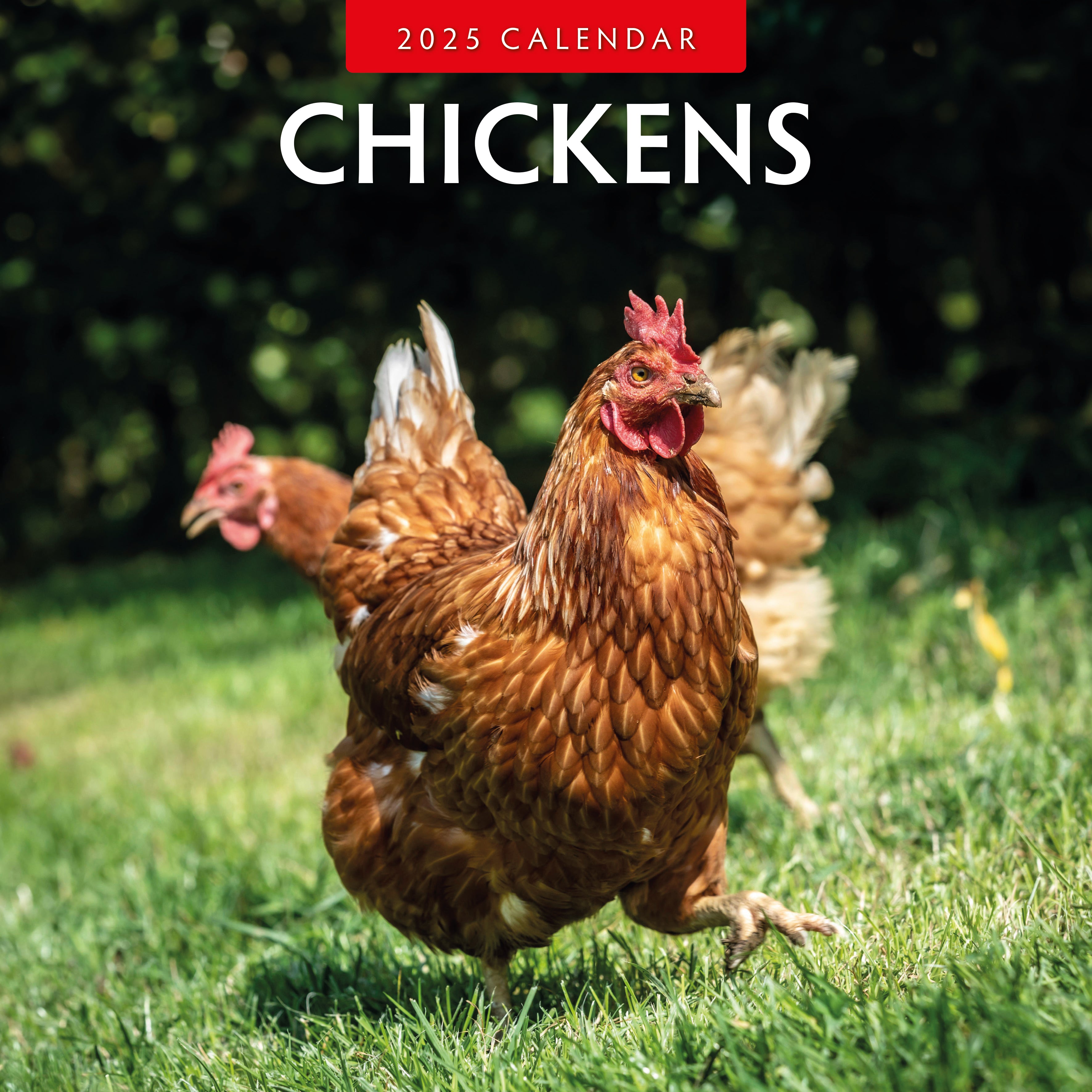 2025 Chickens - Square Wall Calendar