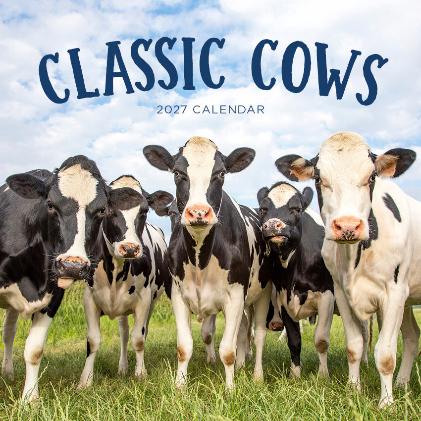 2027 Classic Cows  - Square Wall Calendar