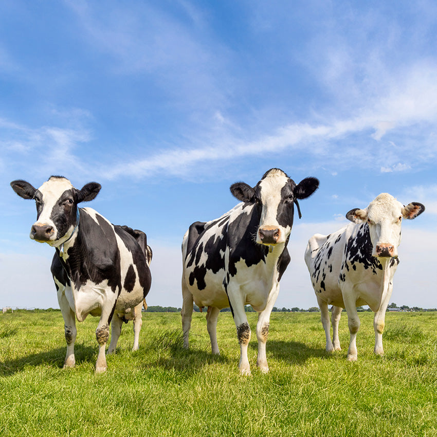 2027 Classic Cows  - Square Wall Calendar