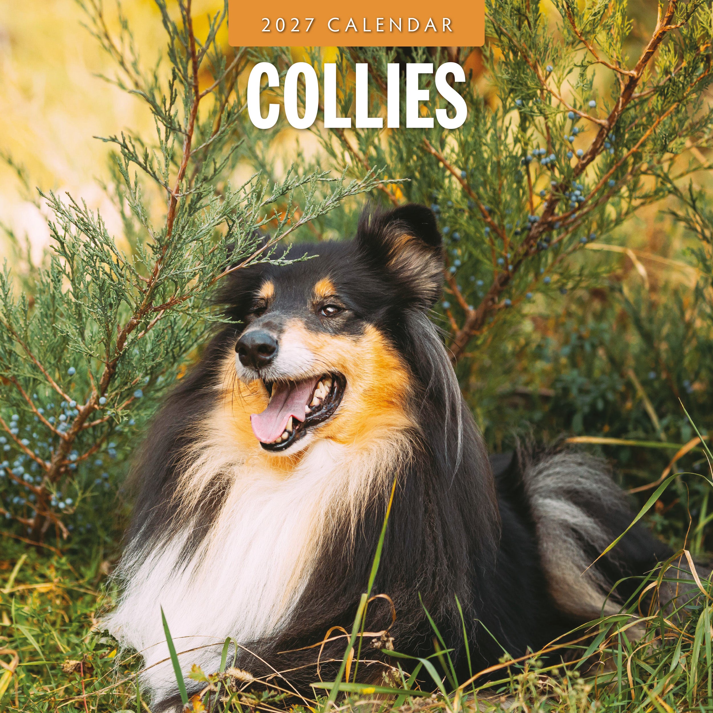 2027 Collies - Square Wall Calendar