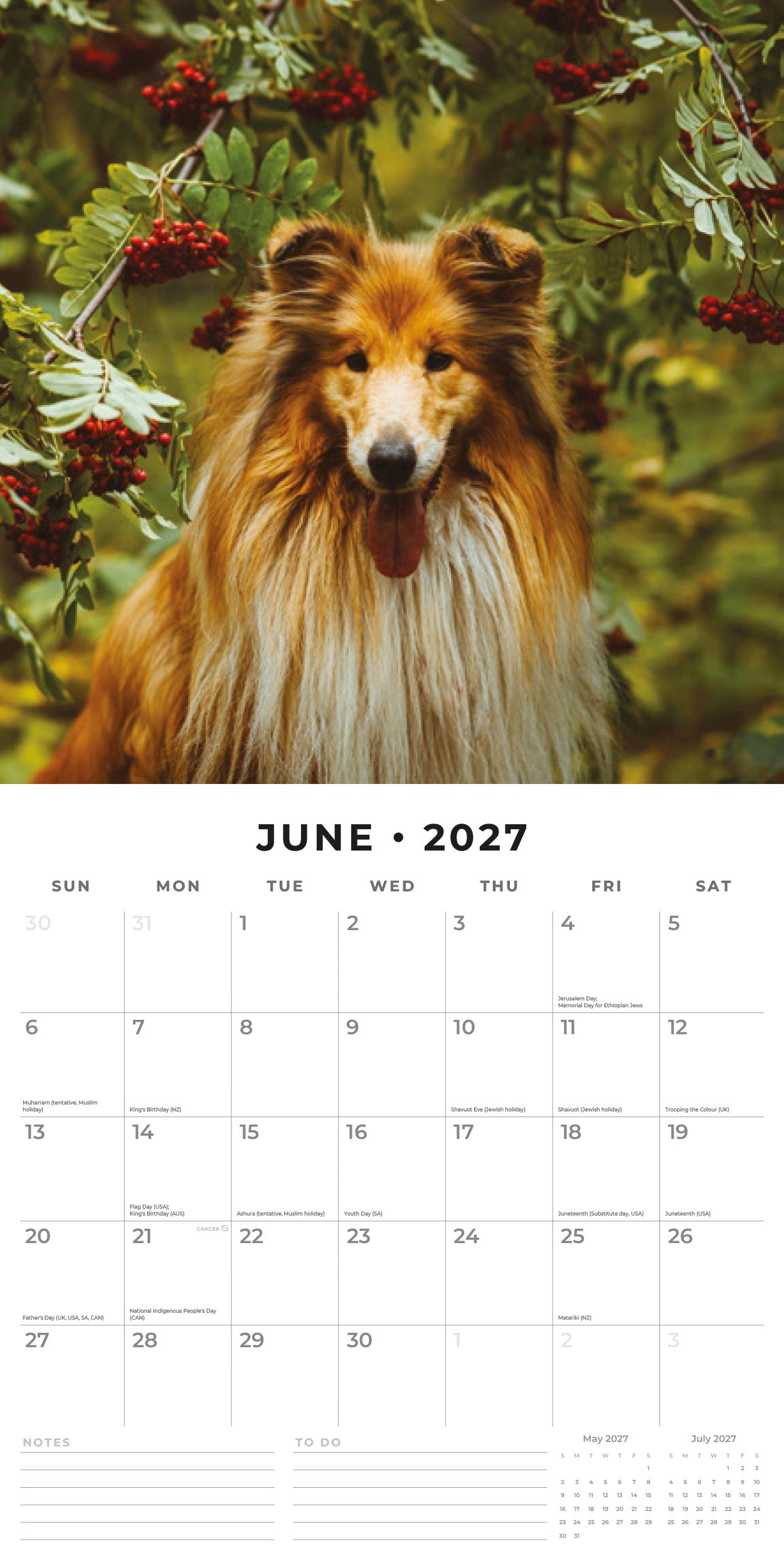 2027 Collies - Square Wall Calendar