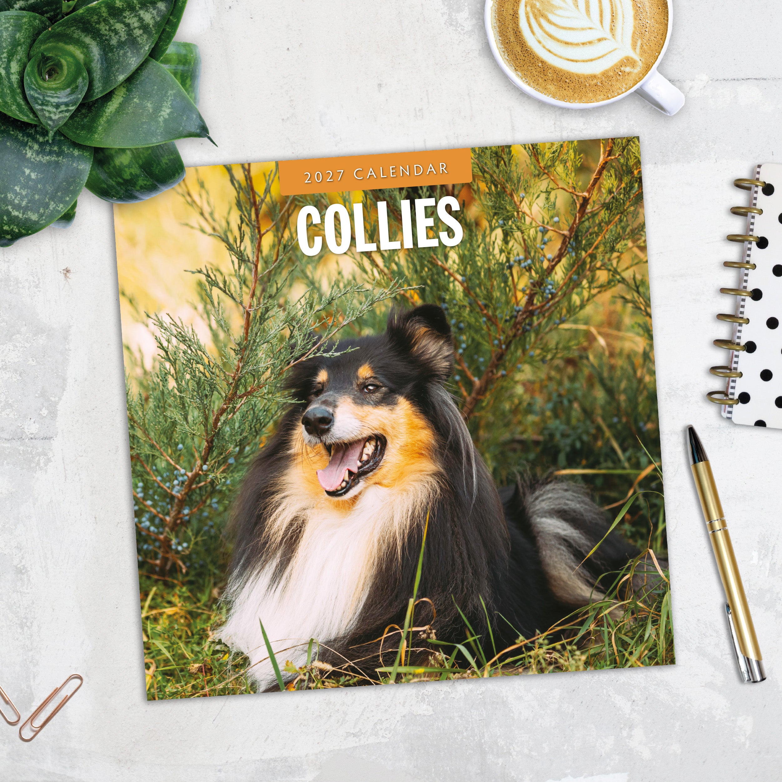 2027 Collies - Square Wall Calendar