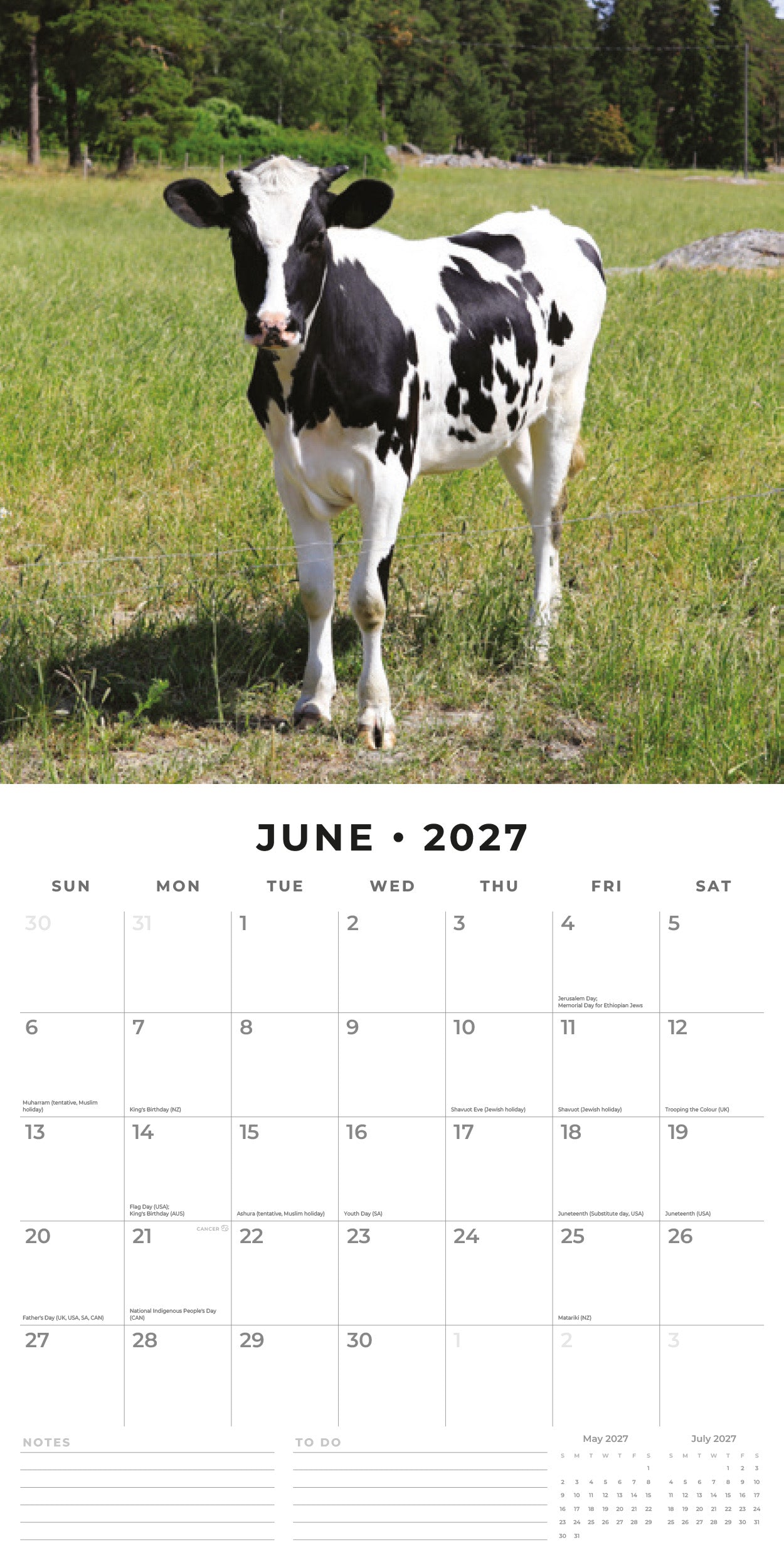 2027 Cows - Square Wall Calendar