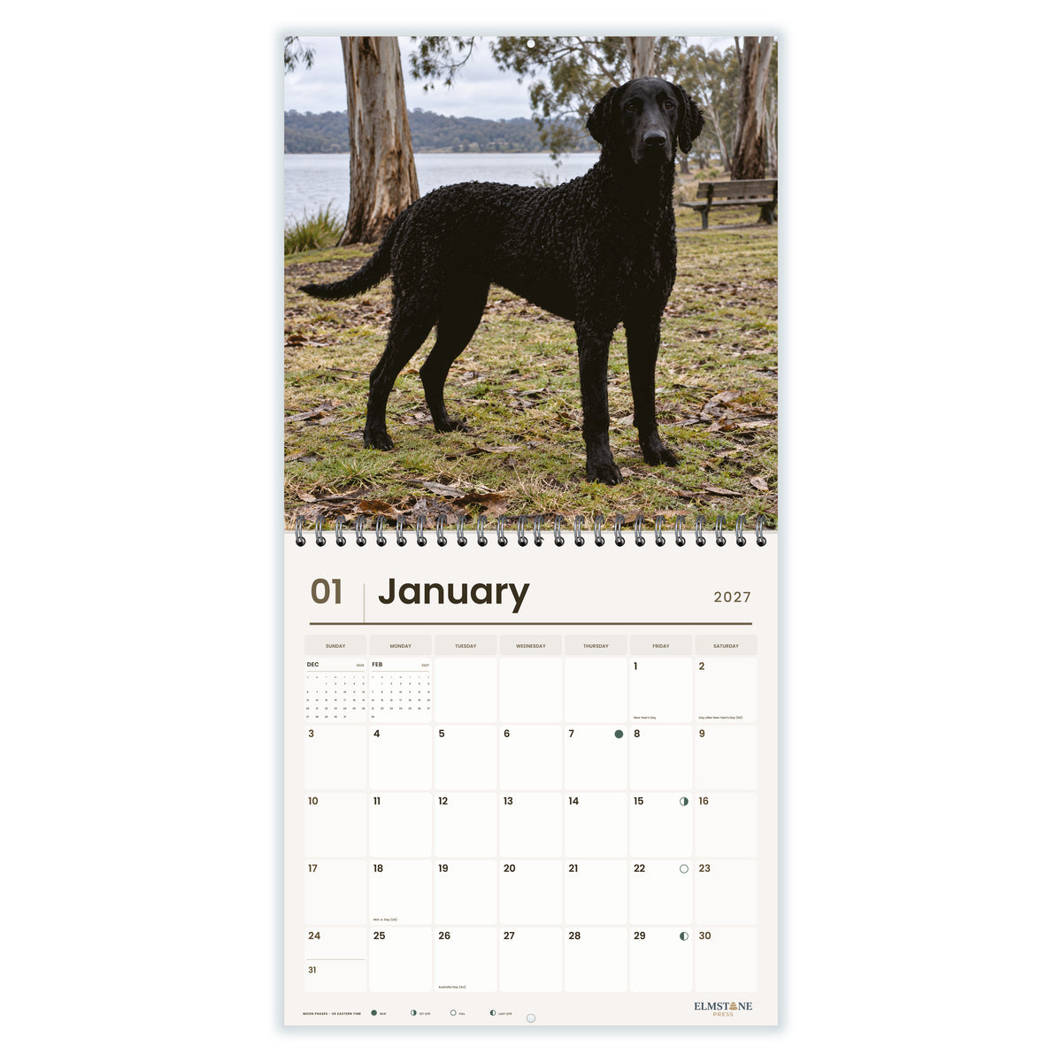 Curly-Coated_Retrievers_-_649310203369_-_02-january-open-white.jpg