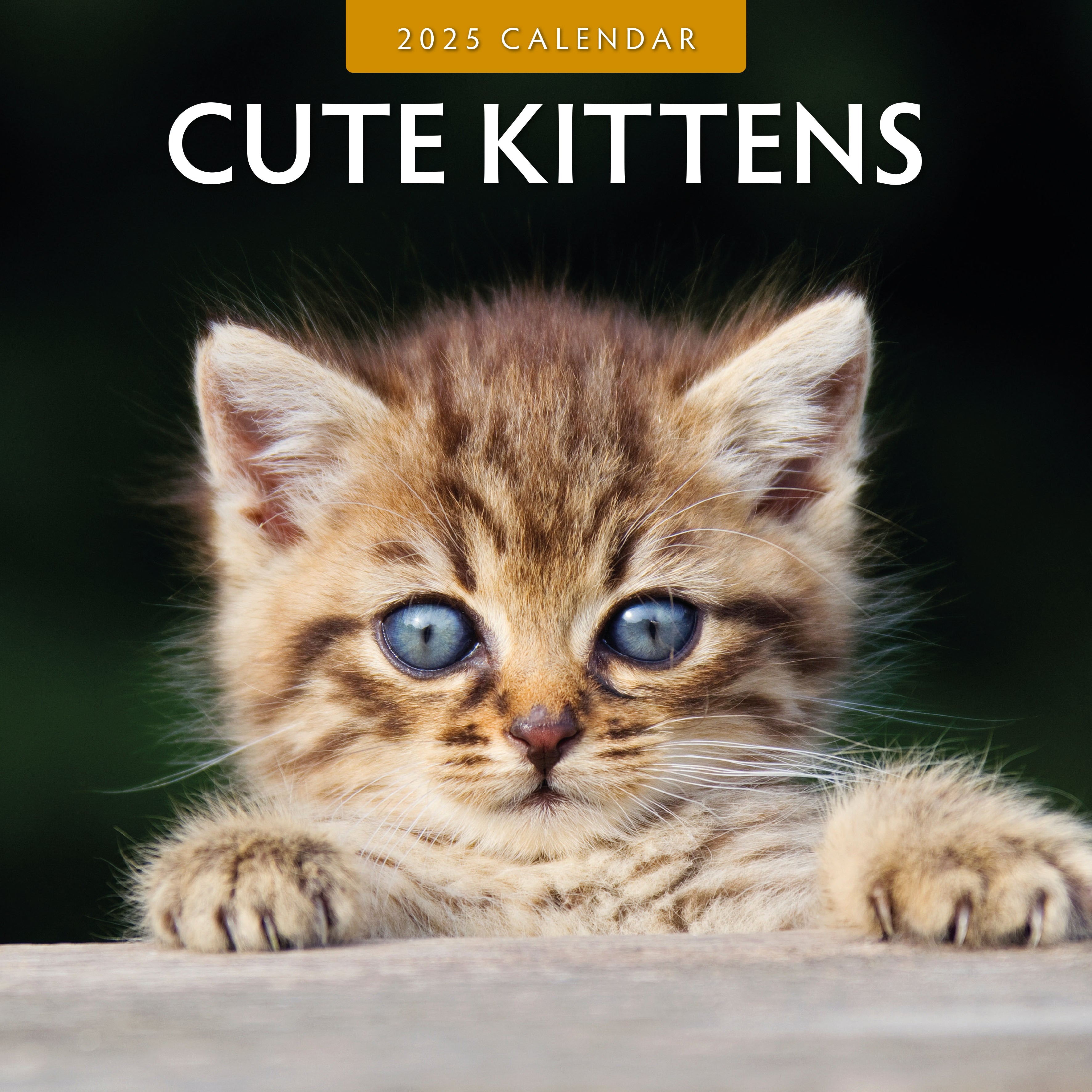 2025 Cute Kittens - Square Wall Calendar