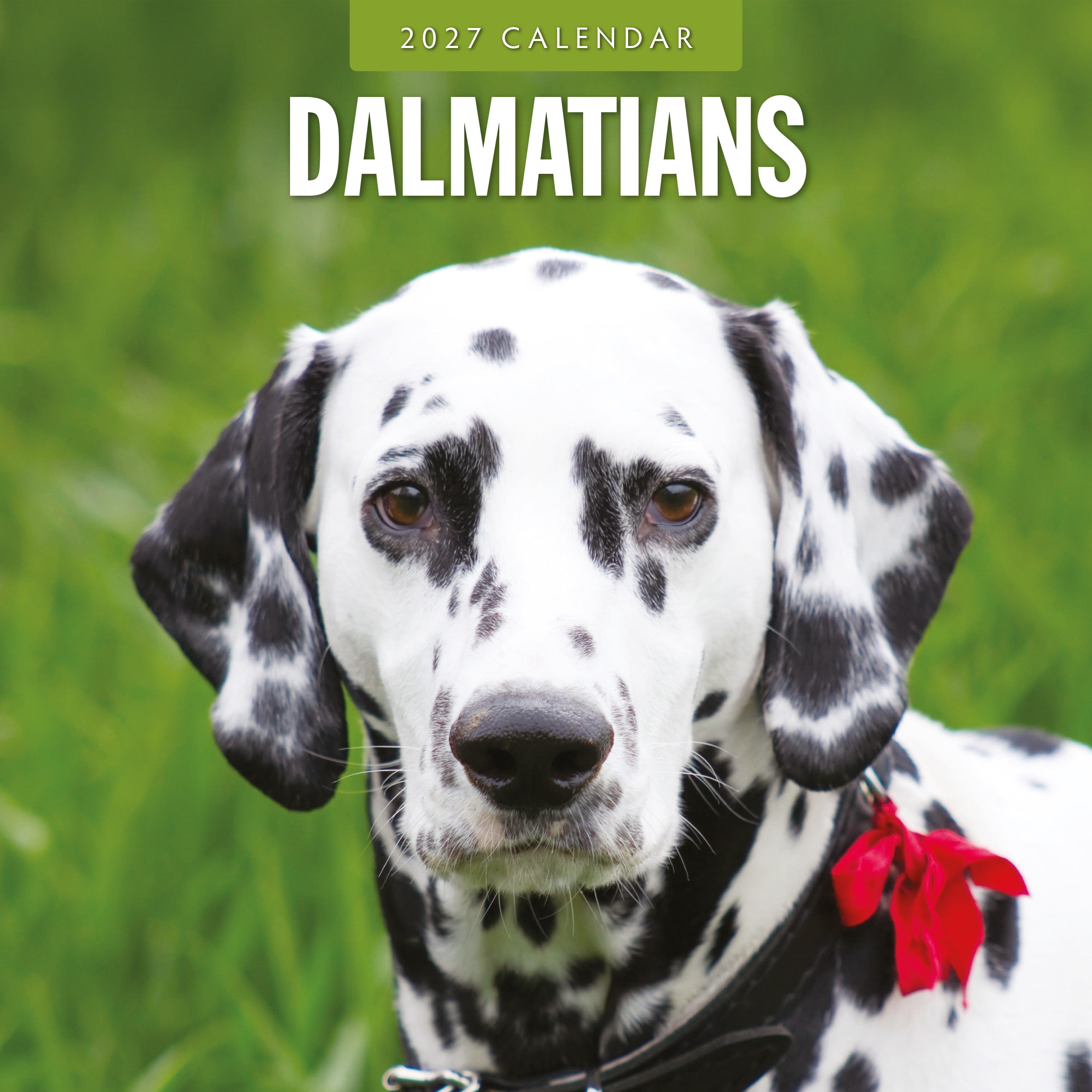 2027 Dalmatians - Square Wall Calendar