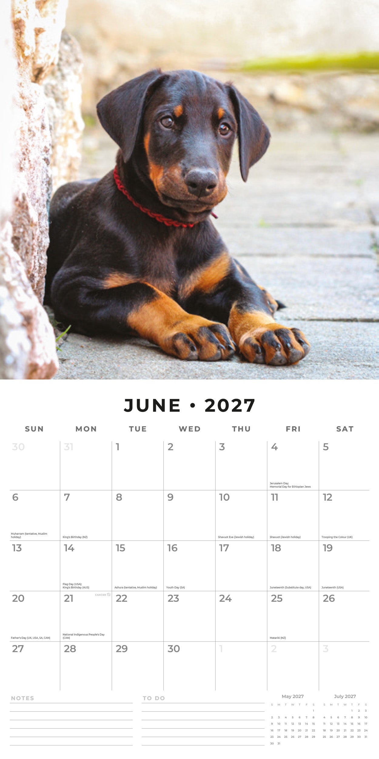 2027 Dobermans - Square Wall Calendar
