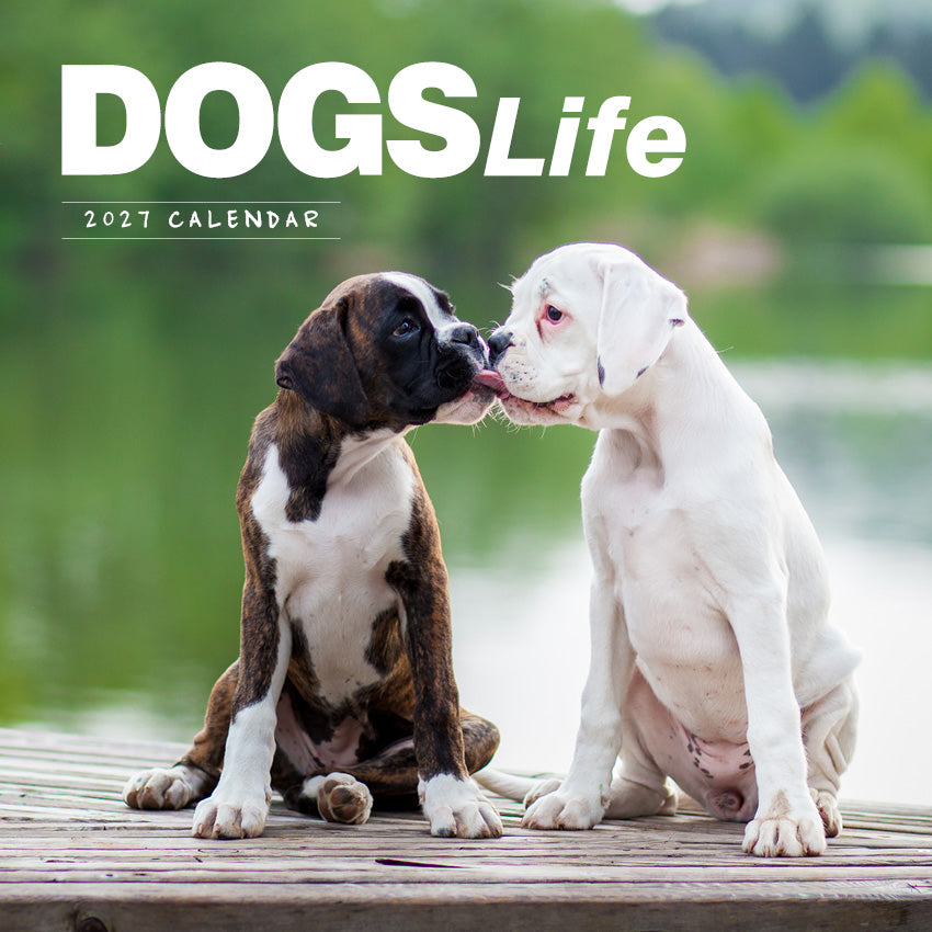 2027 Dogs Life - Square Wall Calendar