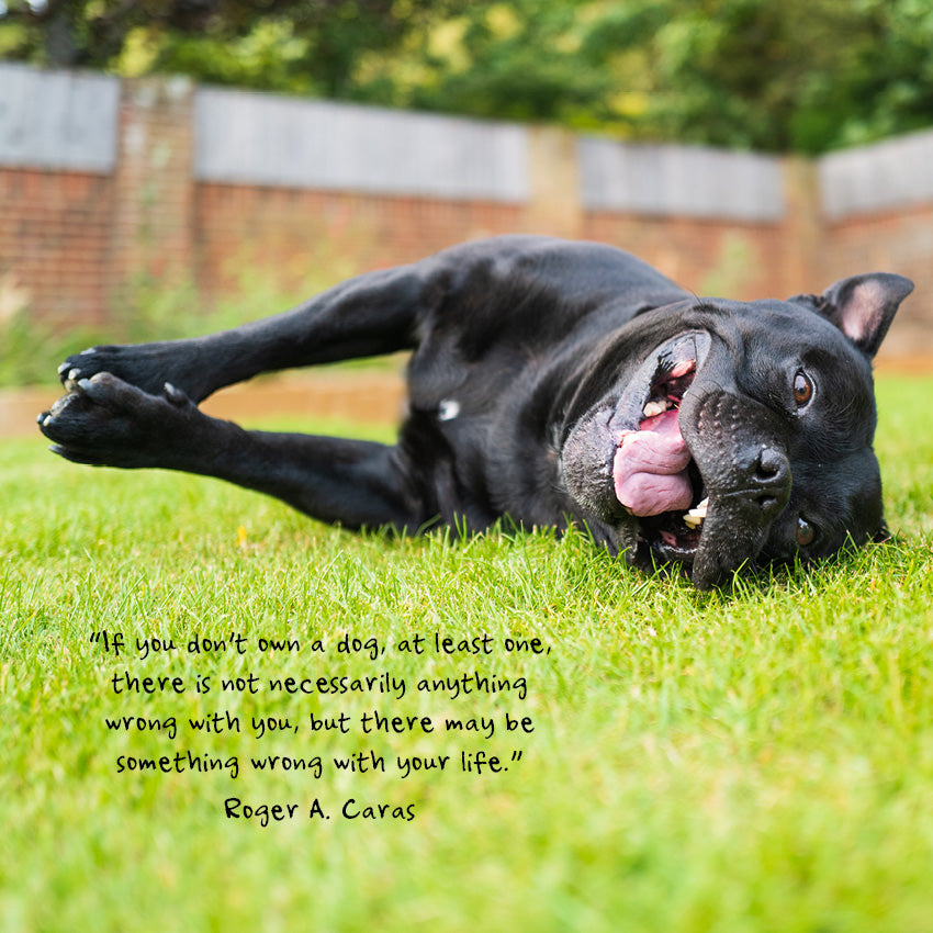 2027 Dogs Life - Square Wall Calendar
