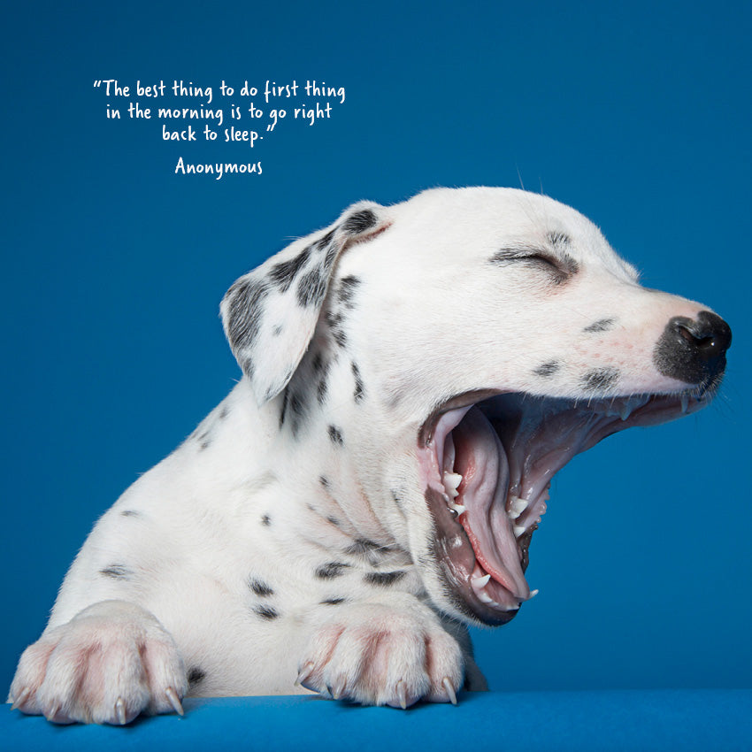 2027 Dogs Yawning  - Square Wall Calendar