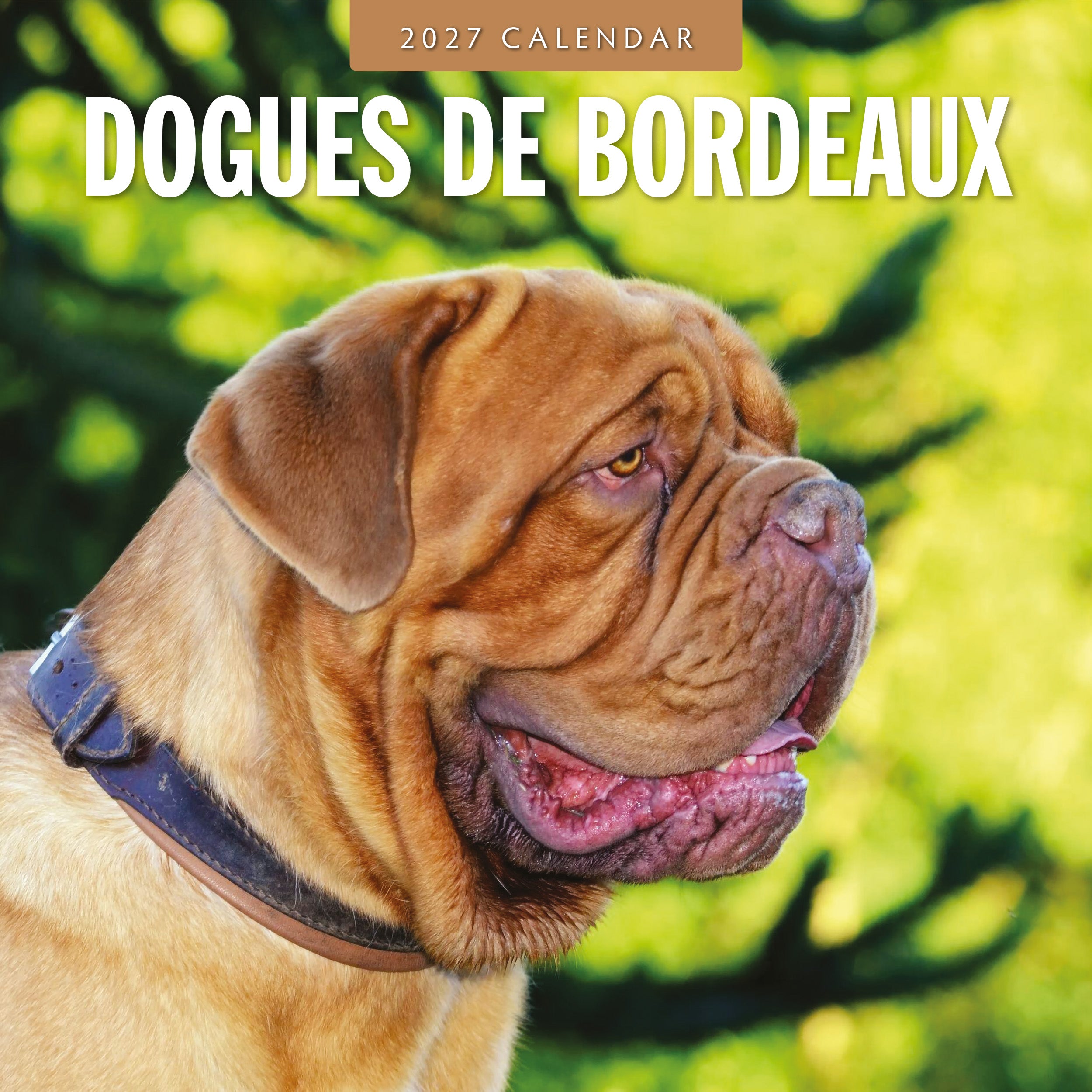 2027 Dogues de Bordeaux - Square Wall Calendar