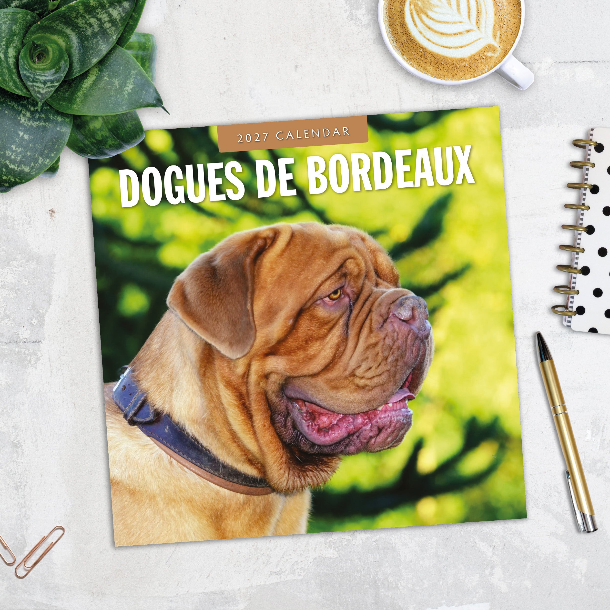 2027 Dogues de Bordeaux - Square Wall Calendar