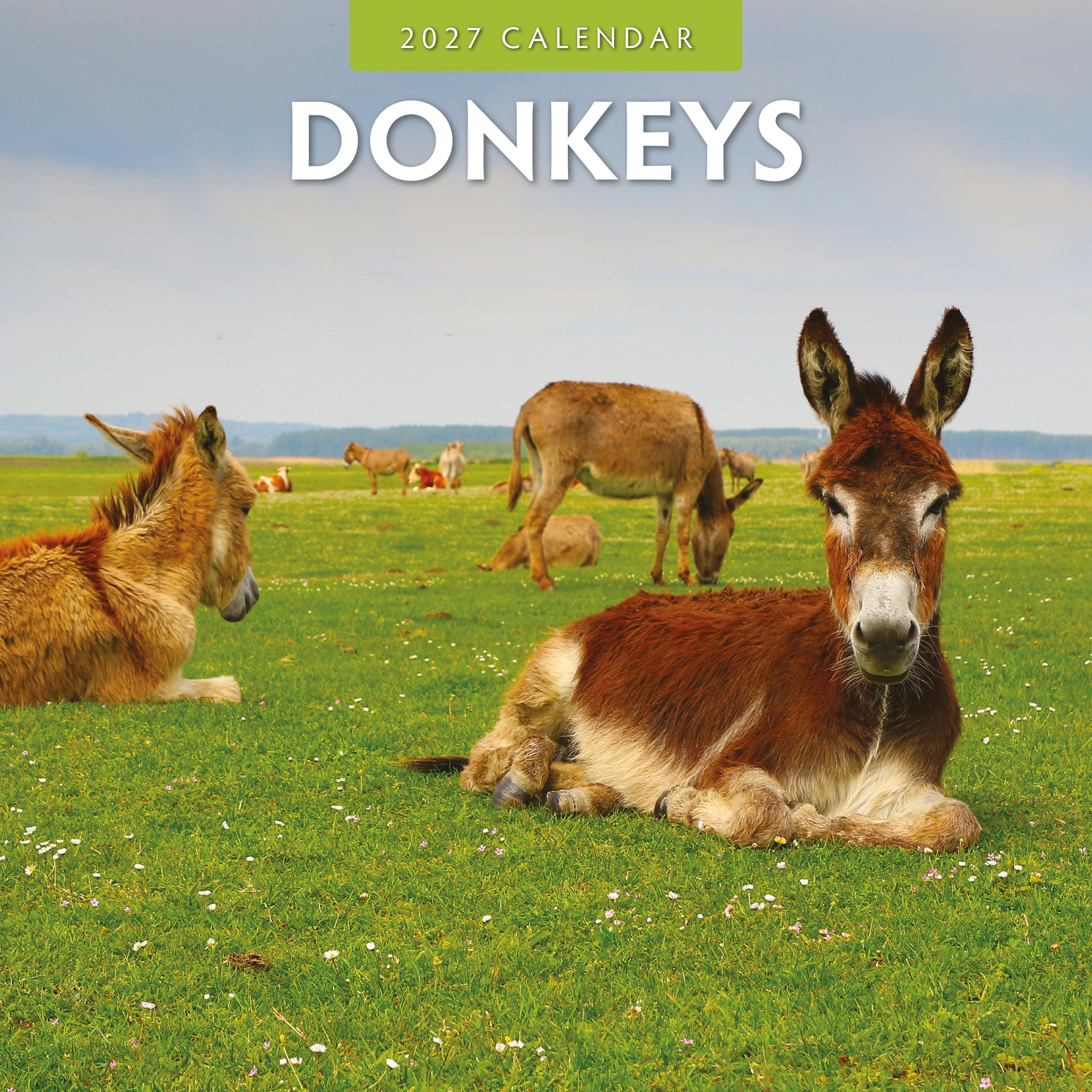 2027 Donkeys - Square Wall Calendar