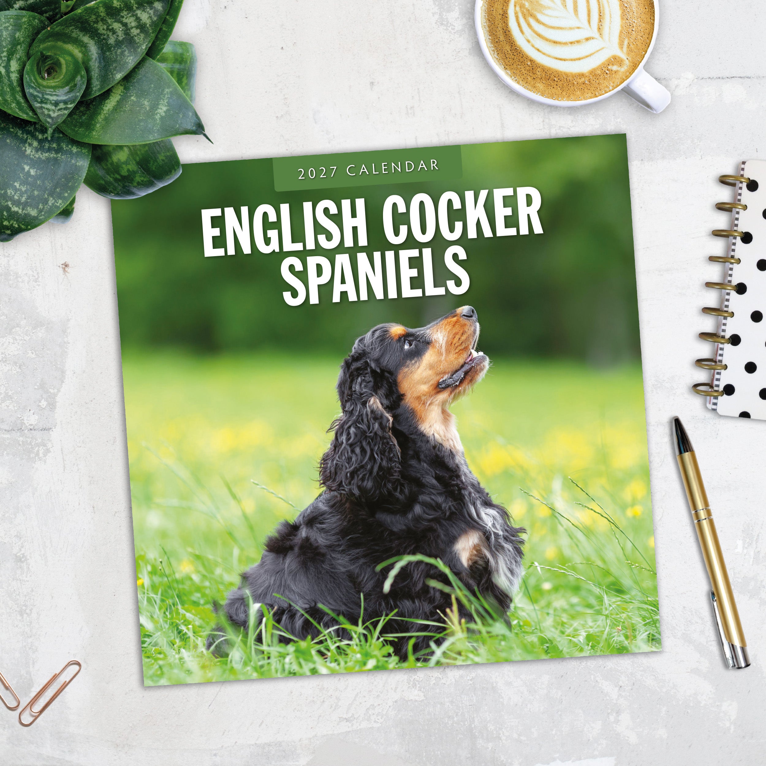 2027 English Cocker Spaniels - Square Wall Calendar