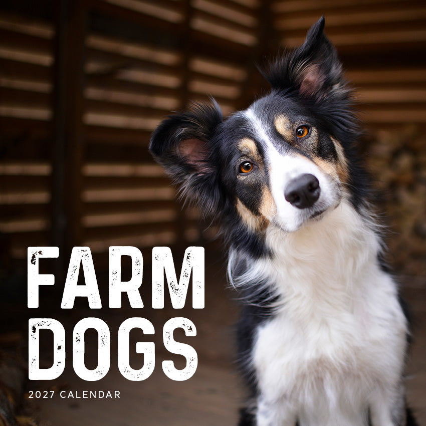 2027 Farm Dogs  - Square Wall Calendar